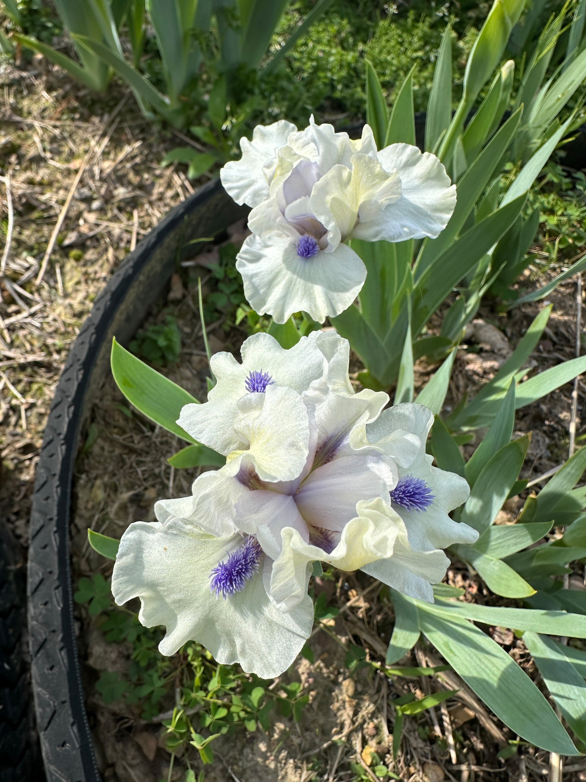 The flower Bluebeard's Ghost - Standard Dwarf Bearded Iris (SDB)