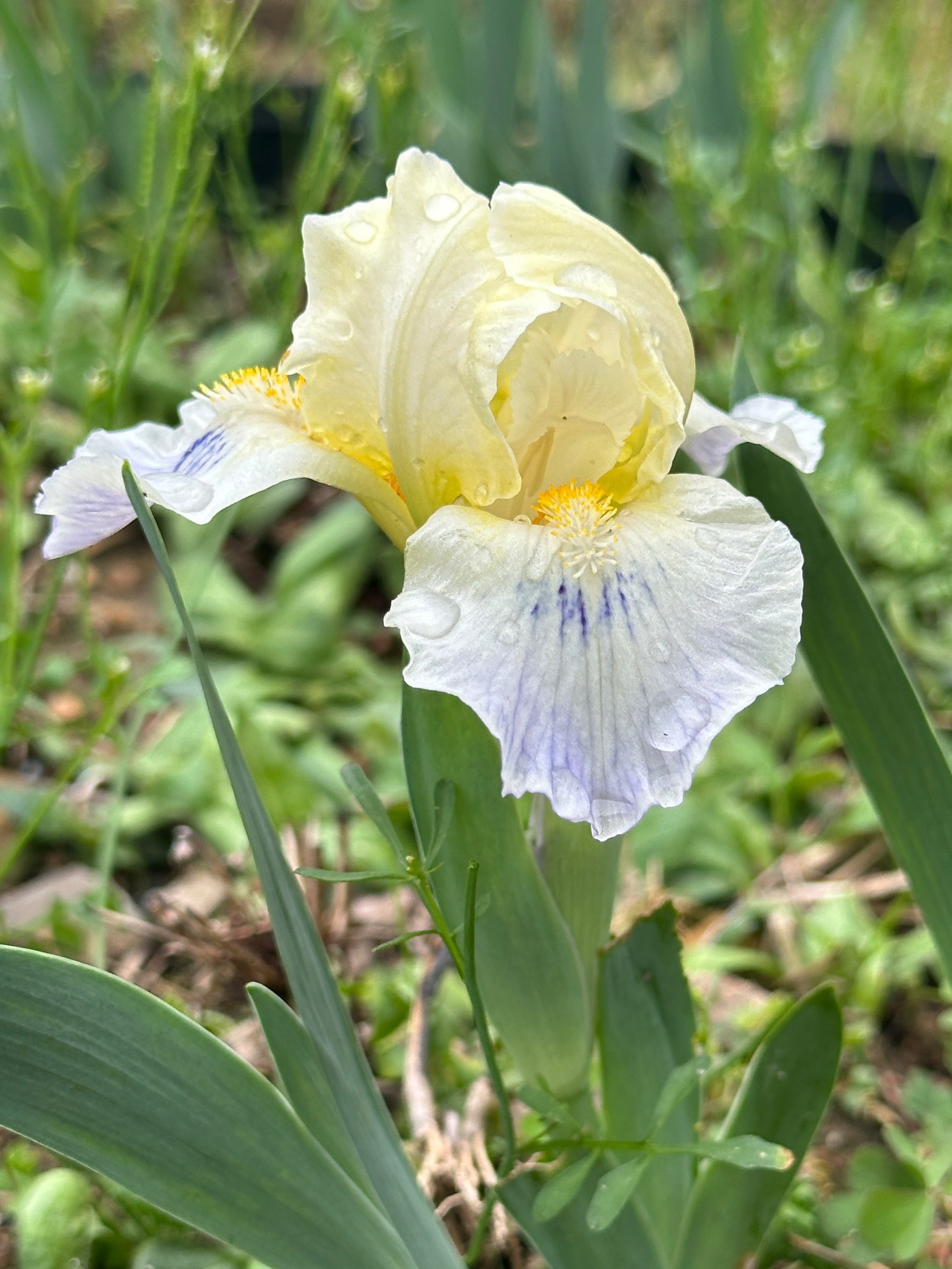 The flower Tahoma - Standard Dwarf Bearded Iris (SDB)