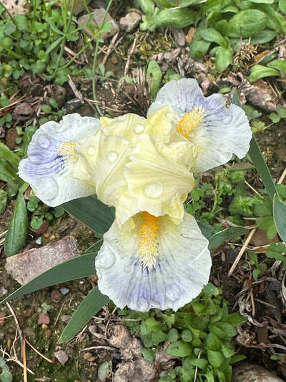 The flower Tahoma - Standard Dwarf Bearded Iris (SDB)