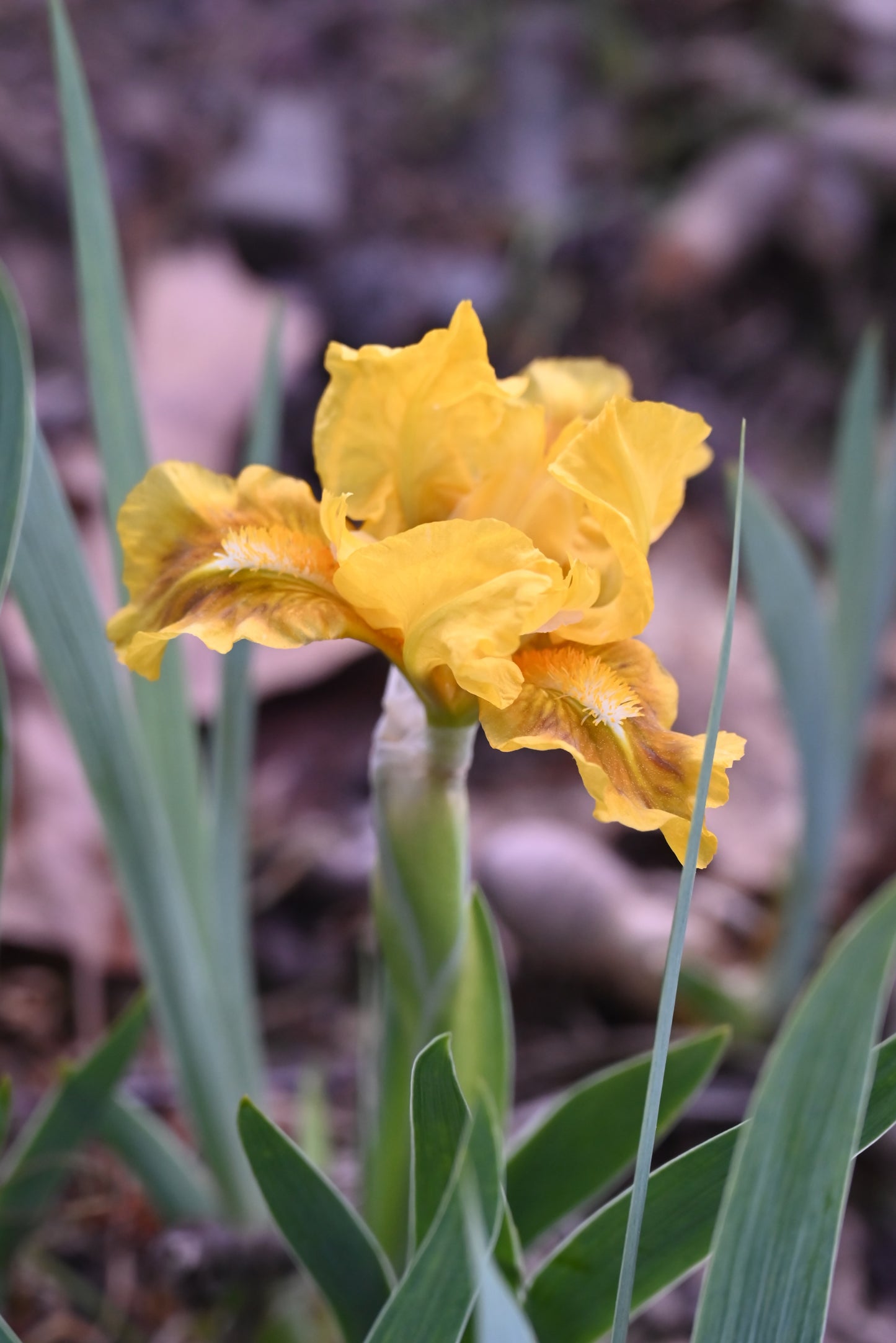 The flower Mandarin Jewel - Standard Dwarf Bearded Iris (SDB)