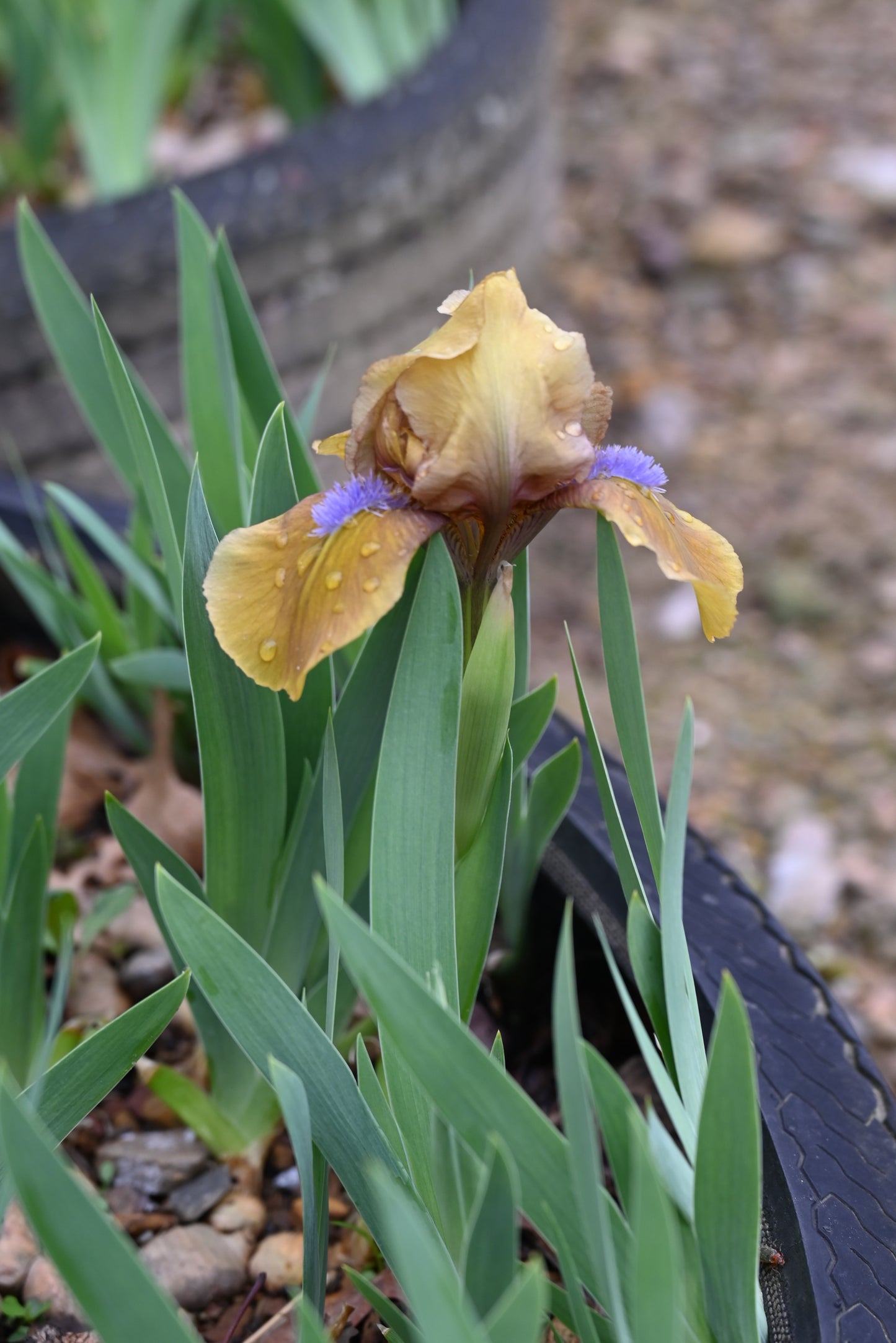 The flower Gingerbread Man - Standard Dwarf Bearded Iris (SDB)