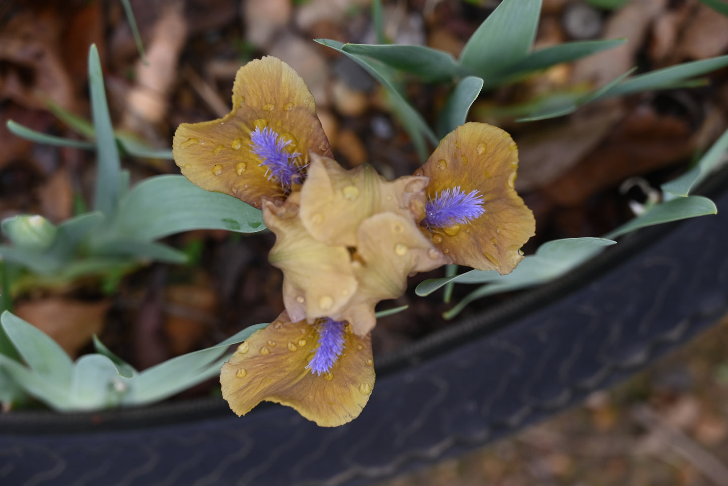 The flower Gingerbread Man - Standard Dwarf Bearded Iris (SDB)