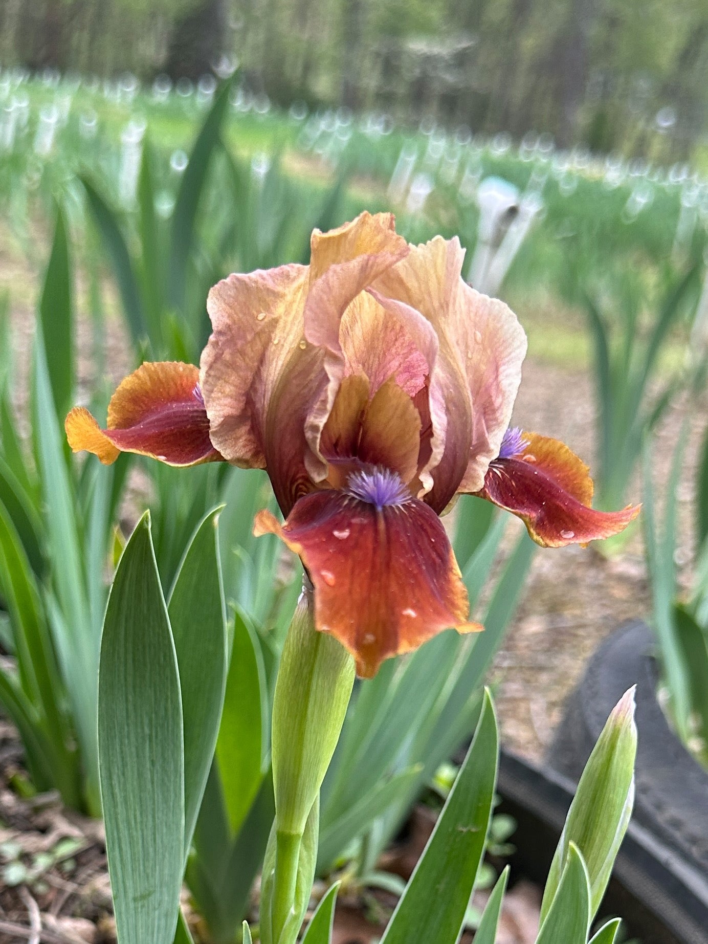 The flower Tantara - Standard Dwarf Bearded Iris (SDB)