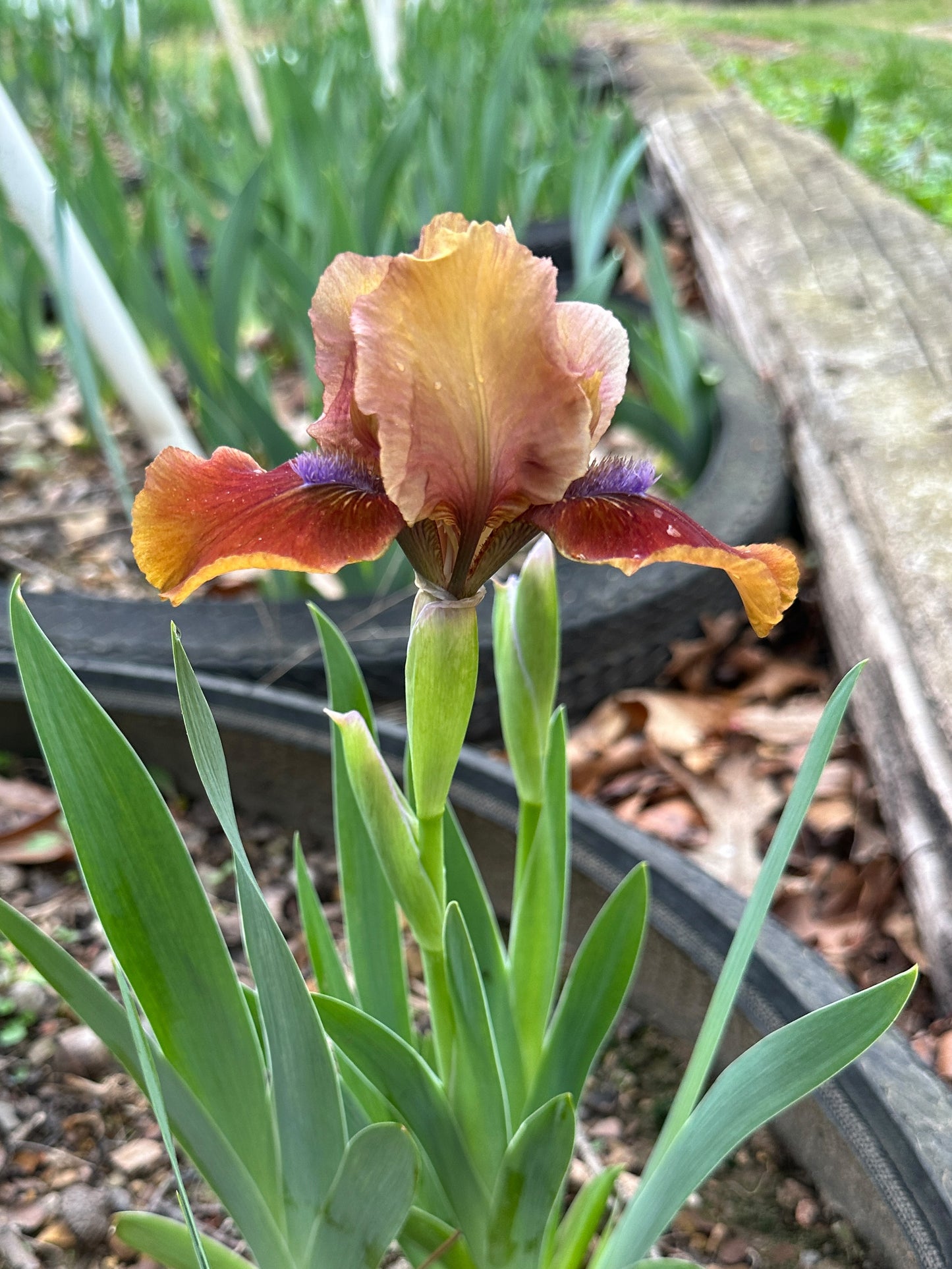 The flower Tantara - Standard Dwarf Bearded Iris (SDB)