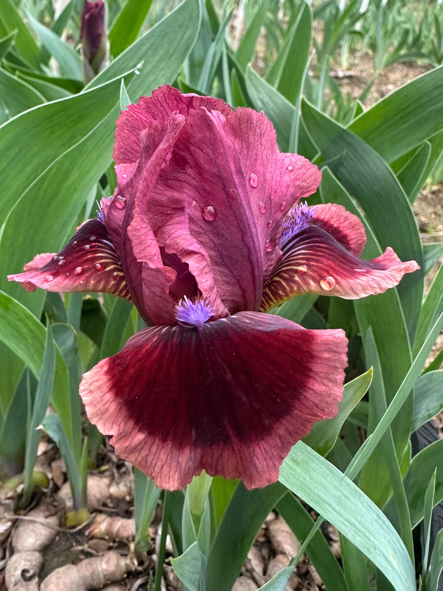 The flower Cat's Eye - Standard Dwarf Bearded Iris (SDB)