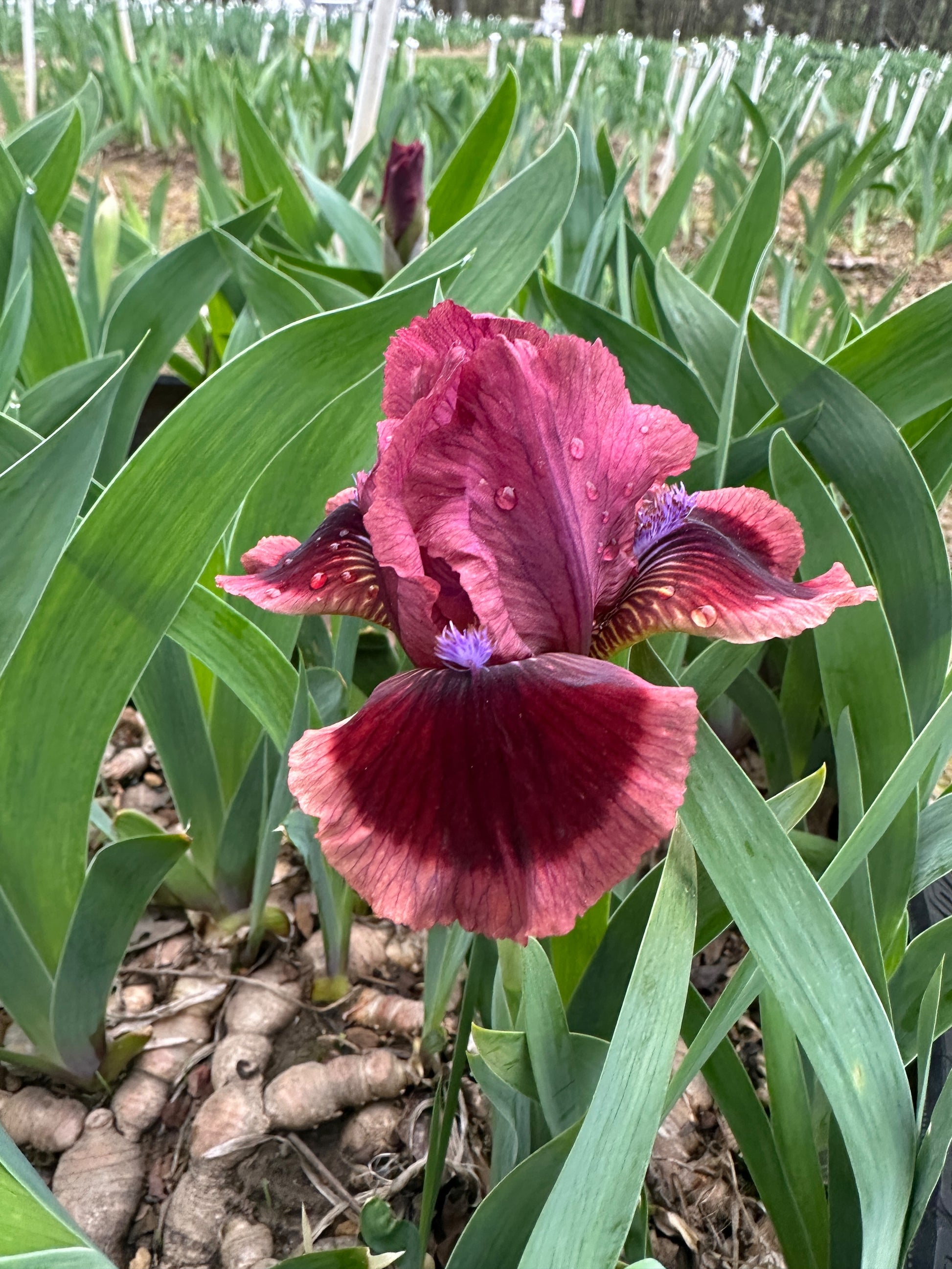 The flower Cat's Eye - Standard Dwarf Bearded Iris (SDB)