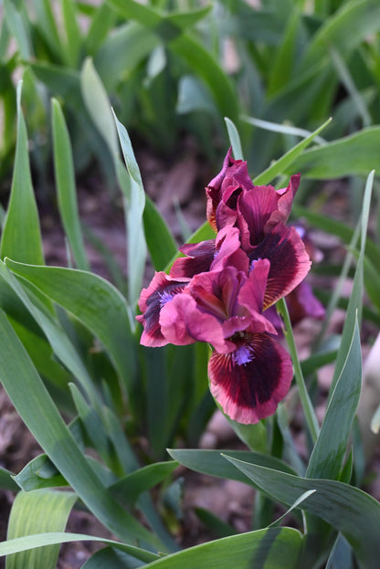 The flower Cat's Eye - Standard Dwarf Bearded Iris (SDB)