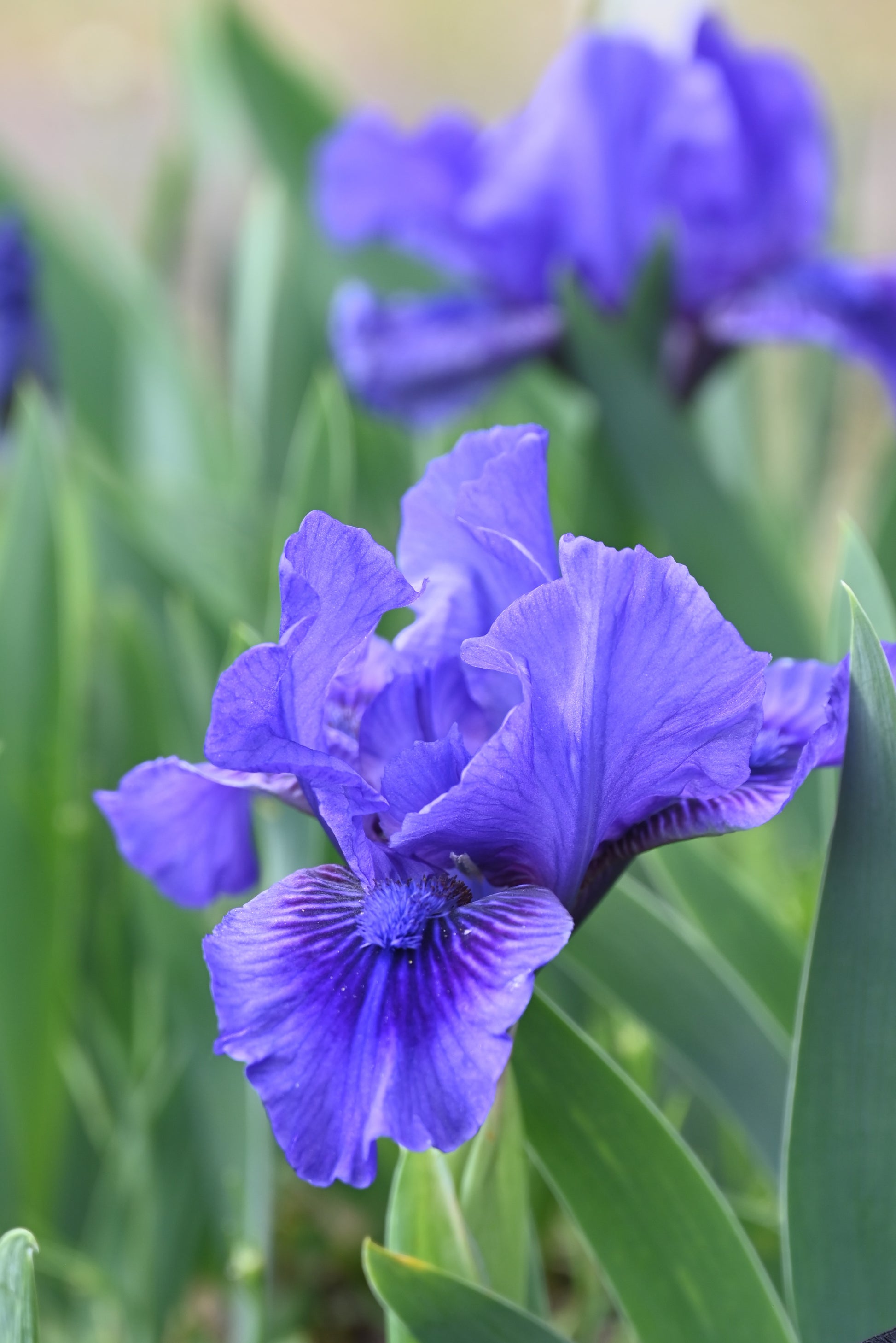 The flower Smart - Standard Dwarf Bearded Iris (SDB)