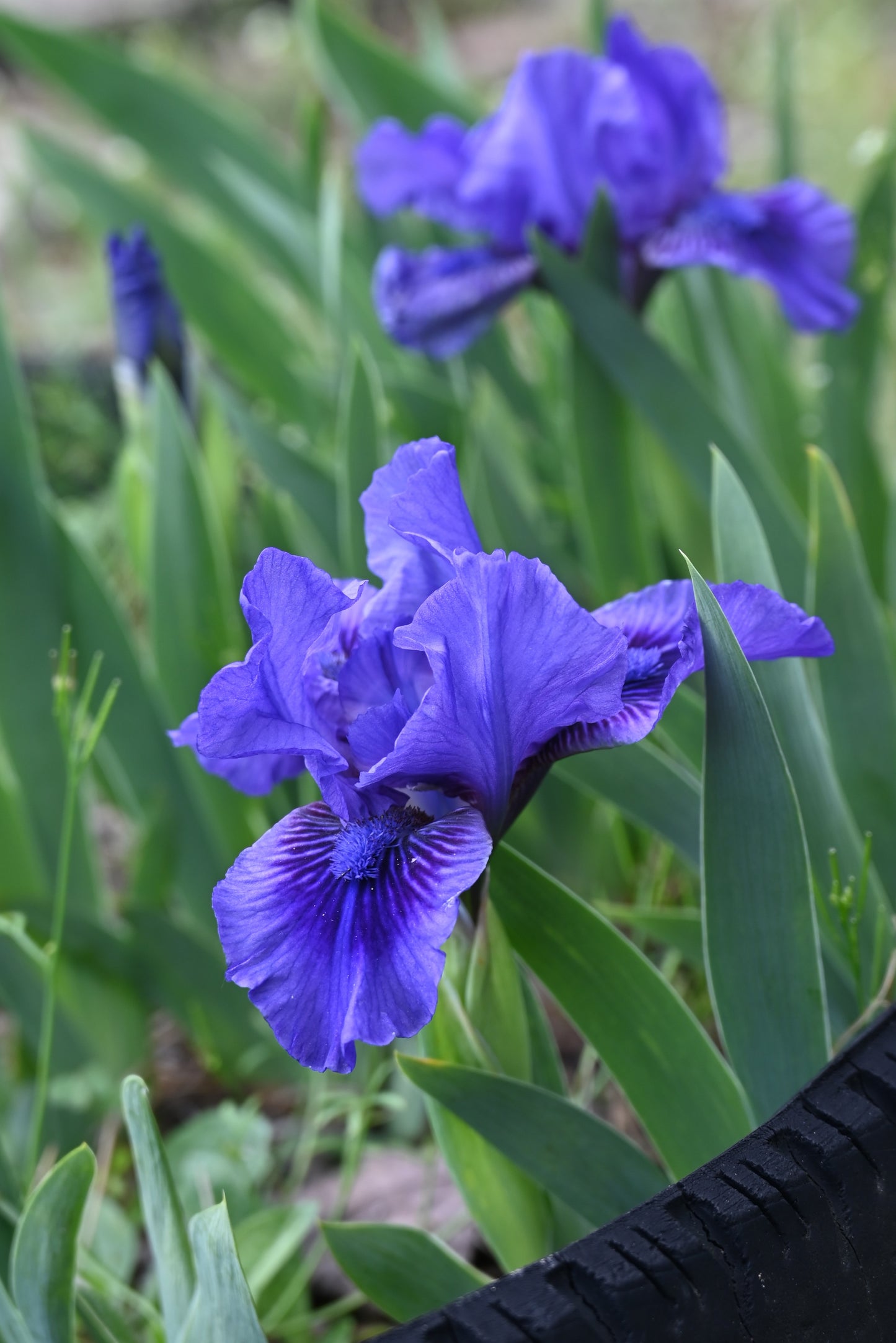 The flower Smart - Standard Dwarf Bearded Iris (SDB)