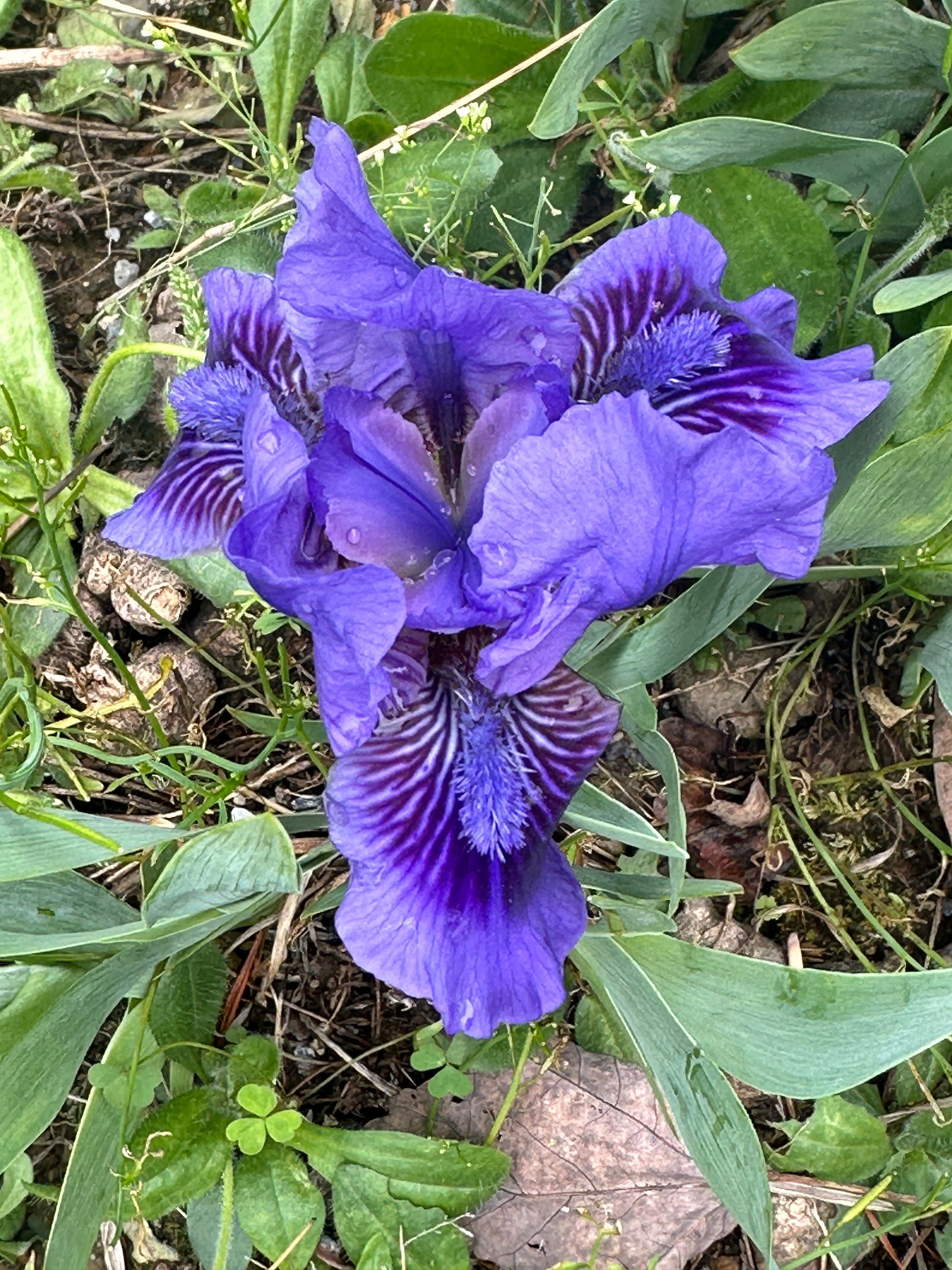 The flower Smart - Standard Dwarf Bearded Iris (SDB)