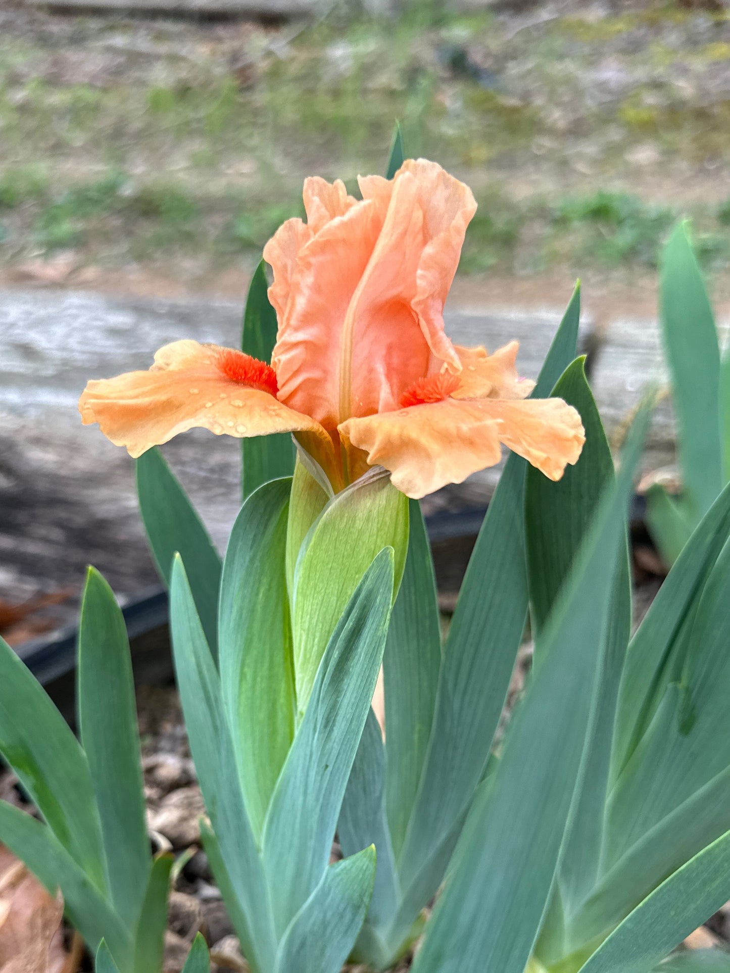 The flower Cherokee Daybreak - Standard Dwarf Bearded Iris (SDB)