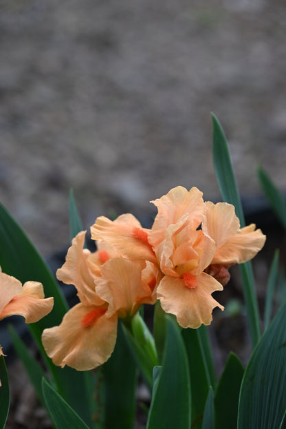 The flower Cherokee Daybreak - Standard Dwarf Bearded Iris (SDB)