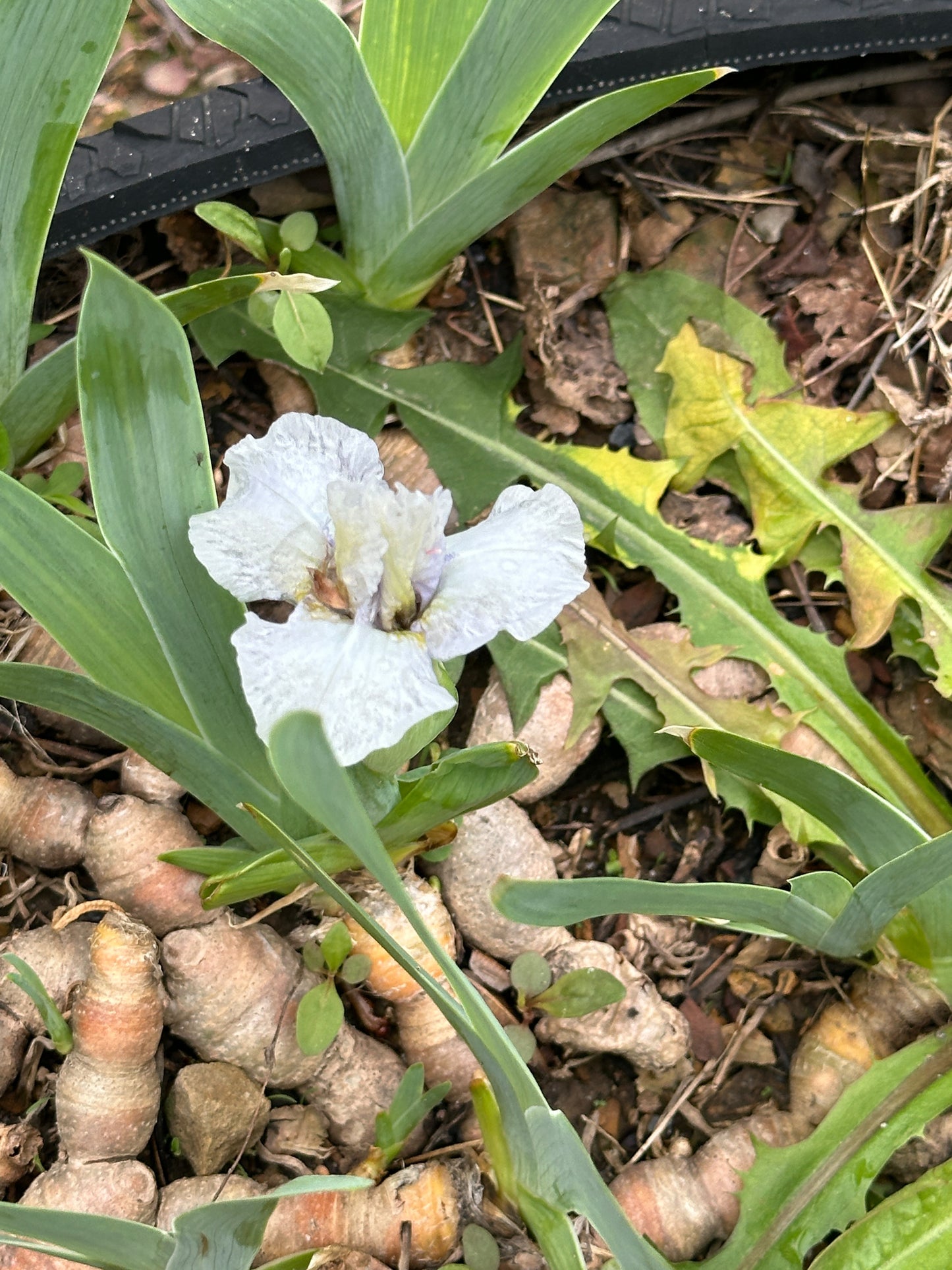 The flower Giggler - Standard Dwarf Bearded Iris (SDB)