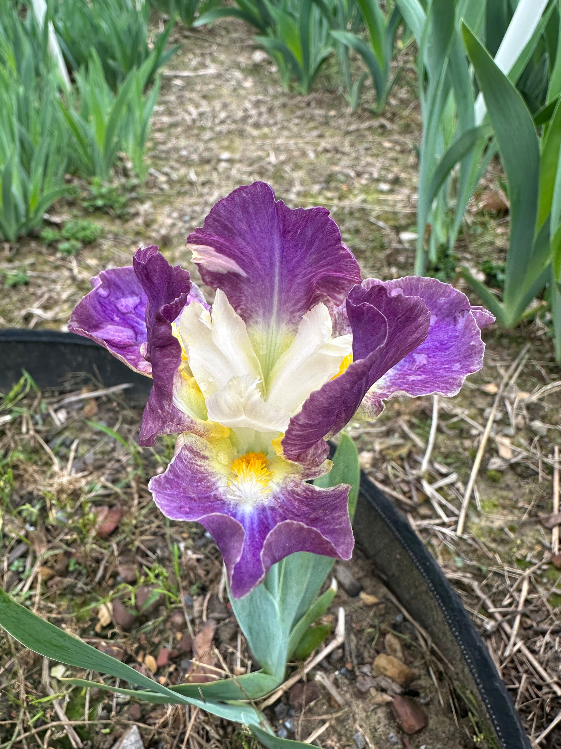 The flower Yippy Skippy - Standard Dwarf Bearded Iris (SDB)