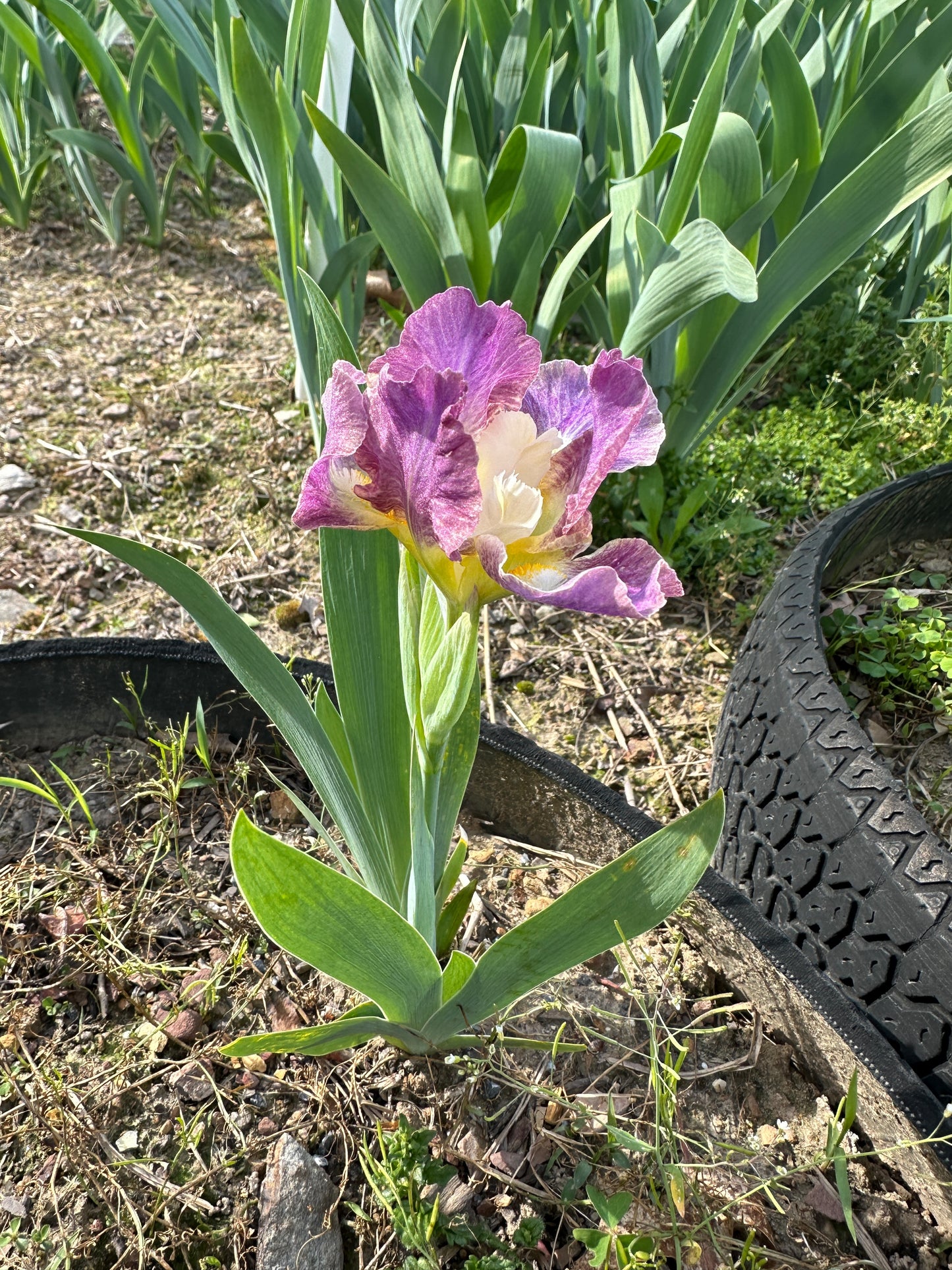 The flower Yippy Skippy - Standard Dwarf Bearded Iris (SDB)