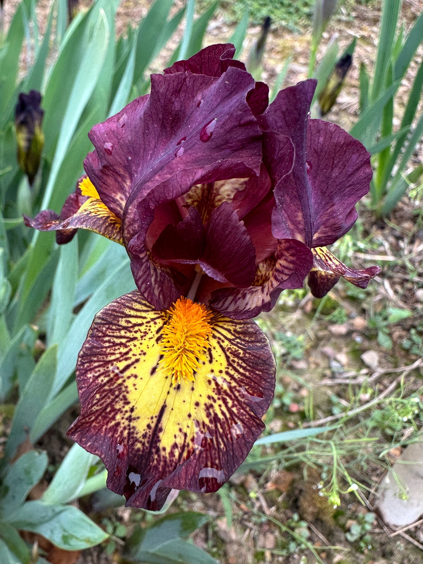 The flower Didgeridoo - Standard Dwarf Bearded Iris (SDB)