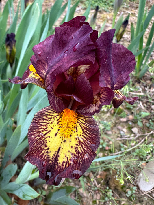 The flower Didgeridoo - Standard Dwarf Bearded Iris (SDB)