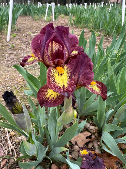 The flower Didgeridoo - Standard Dwarf Bearded Iris (SDB)