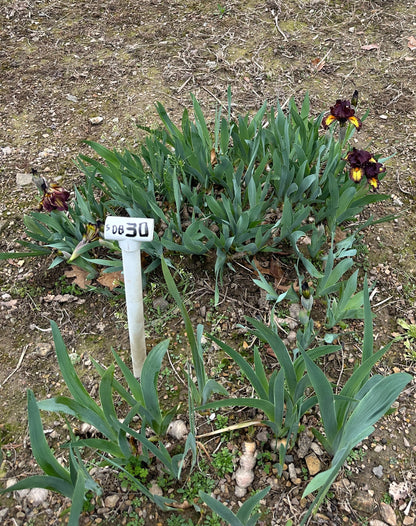 The flower Didgeridoo - Standard Dwarf Bearded Iris (SDB)