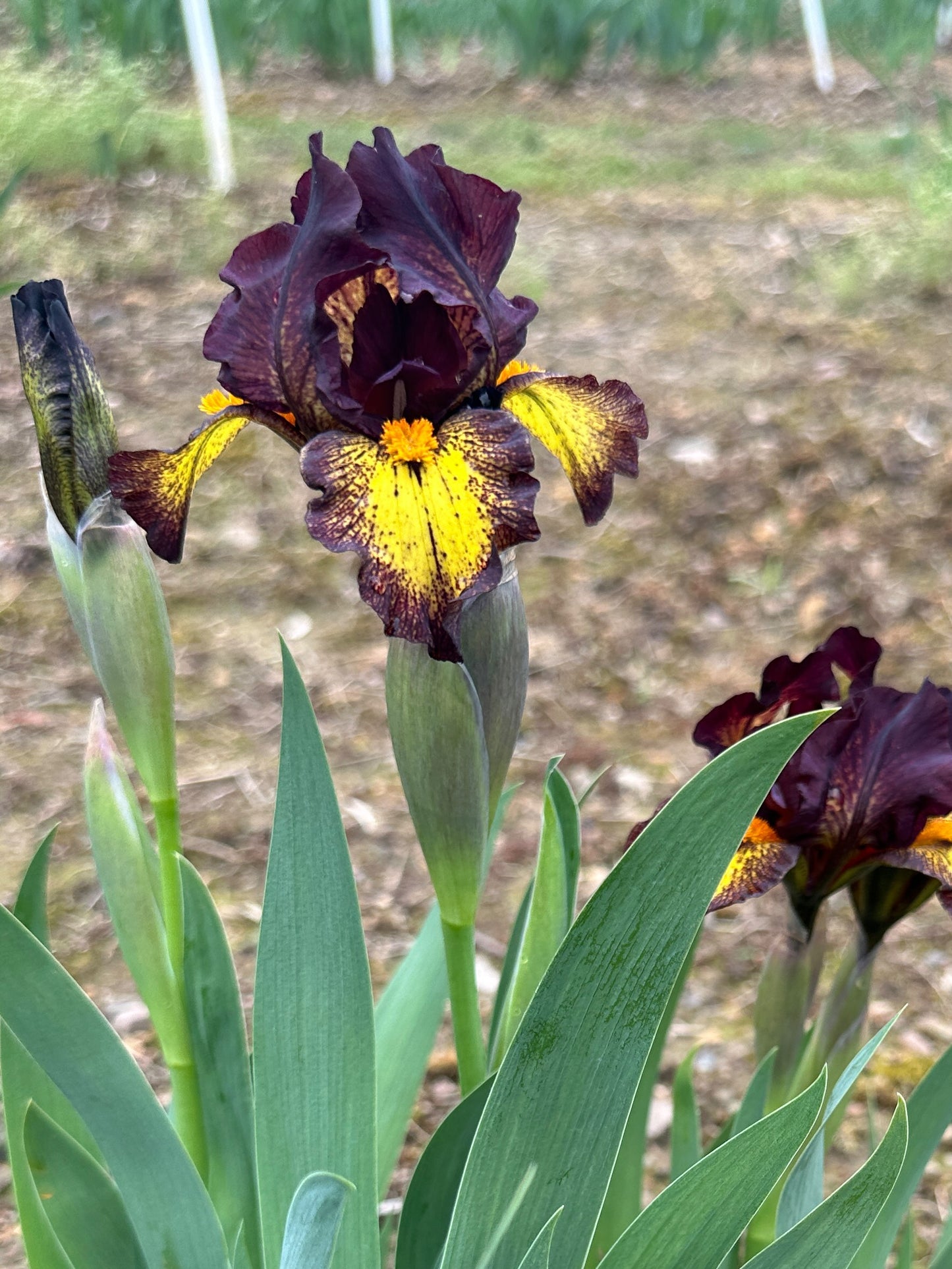 The flower Didgeridoo - Standard Dwarf Bearded Iris (SDB)