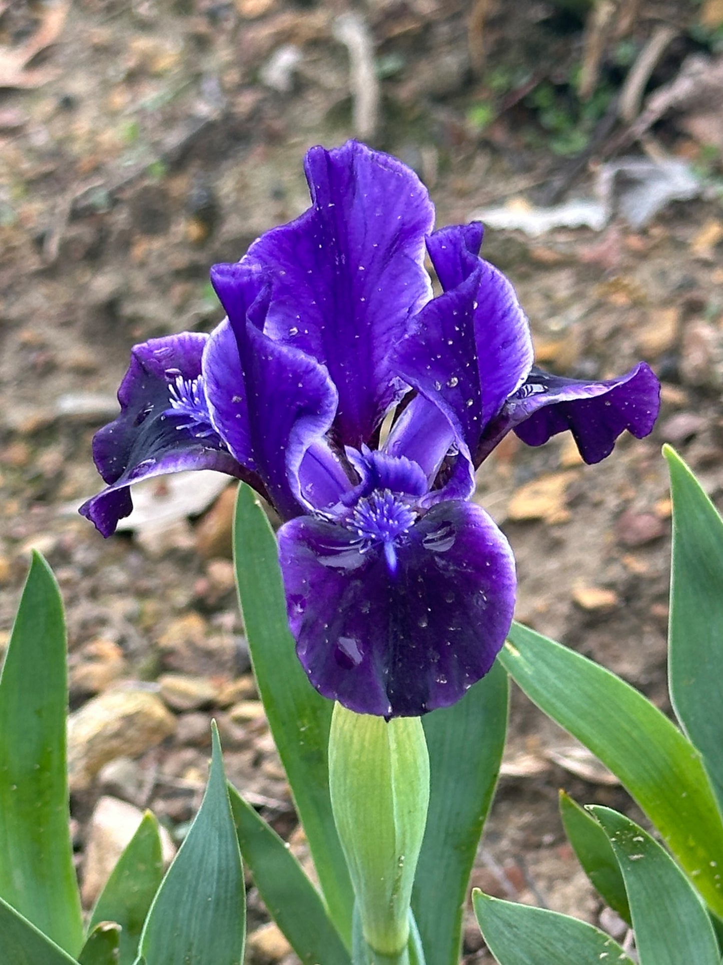 The flower Lad - Standard Dwarf Bearded Iris (SDB)