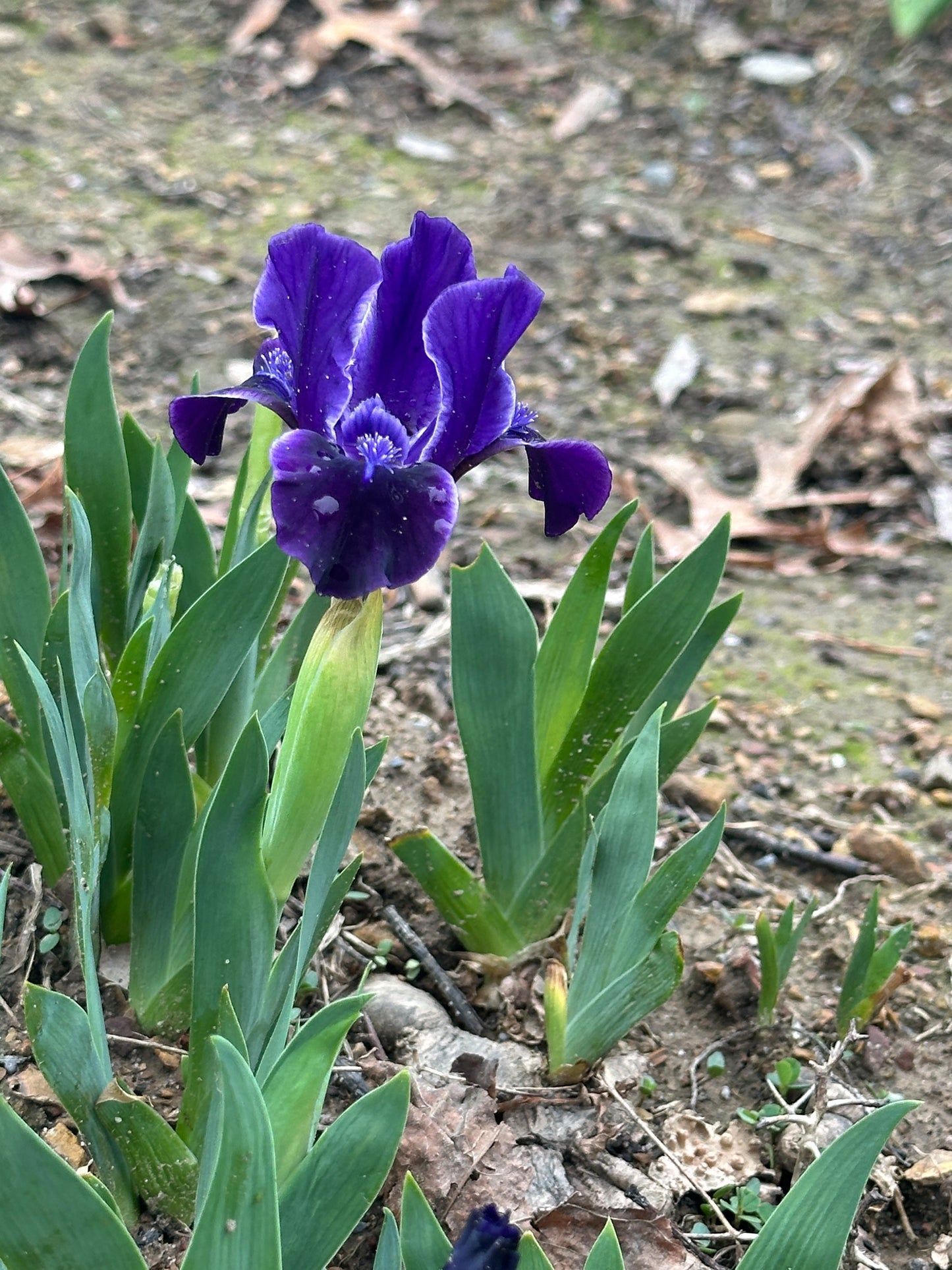 The flower Lad - Standard Dwarf Bearded Iris (SDB)