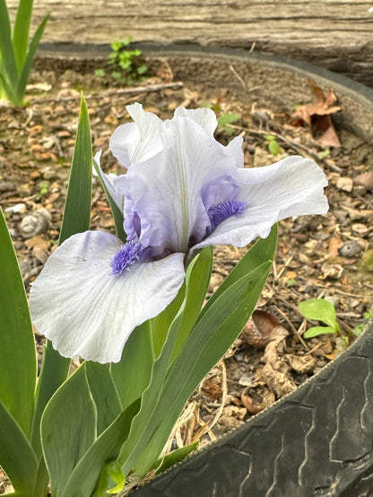 The flower Forever Blue - Standard Dwarf Bearded Iris (SDB)