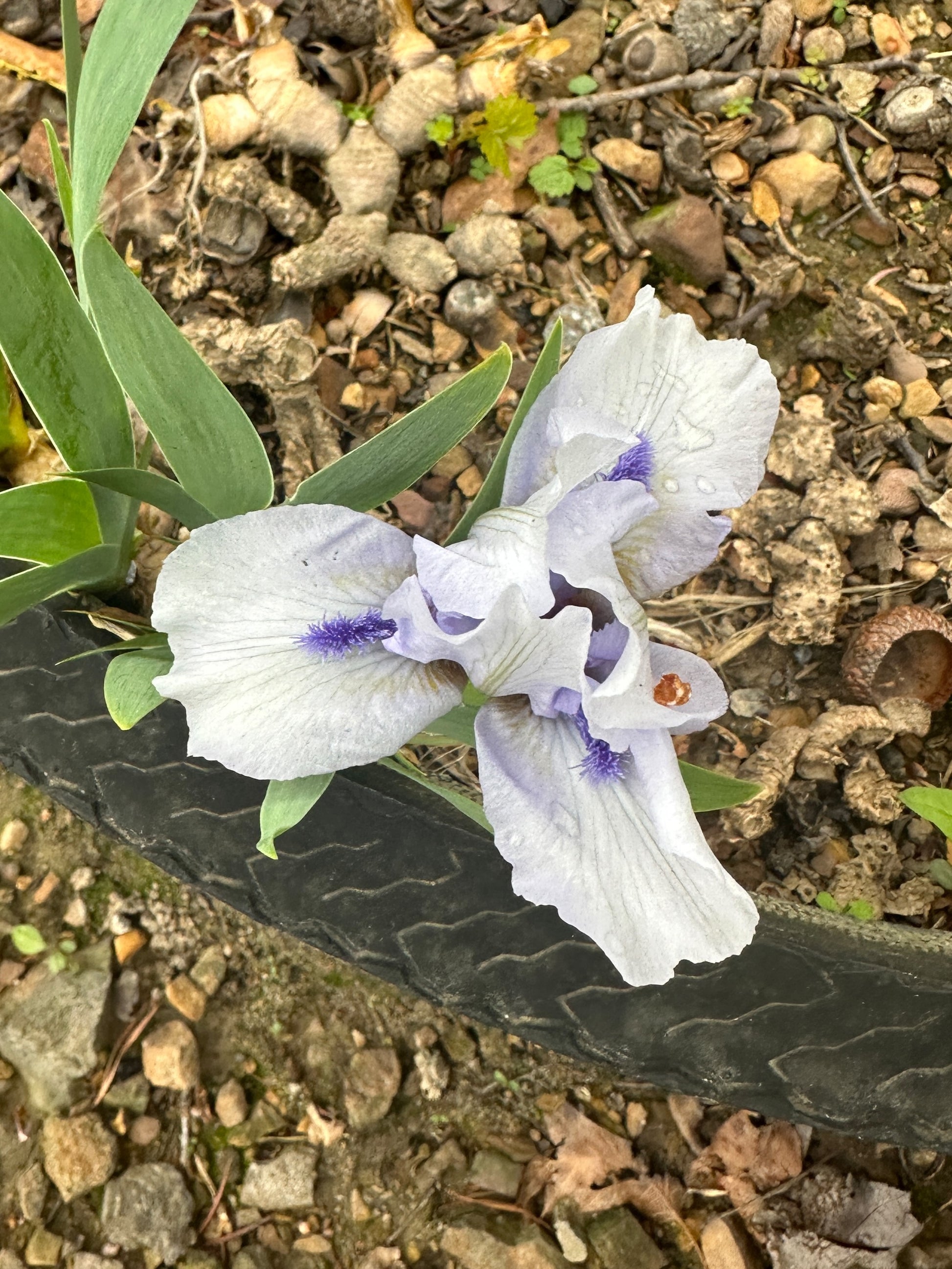 The flower Forever Blue - Standard Dwarf Bearded Iris (SDB)