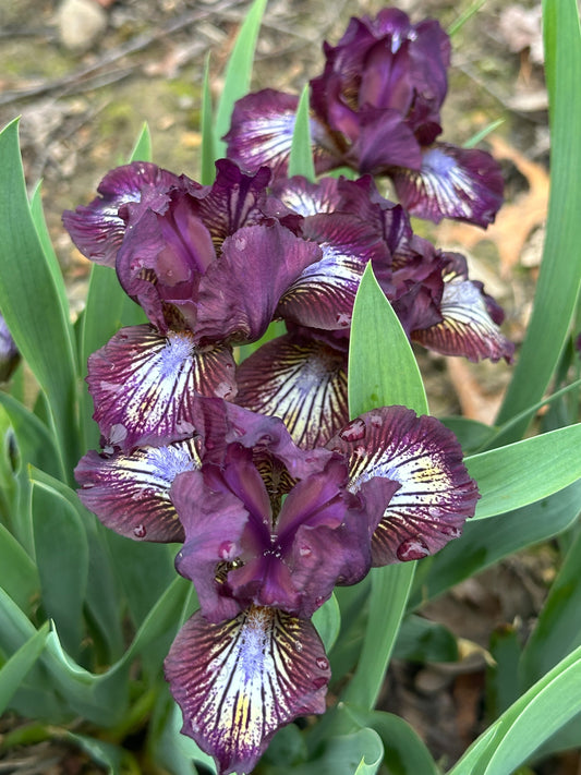 The flower Bordeaux Pearl - Standard Dwarf Bearded Iris (SDB)