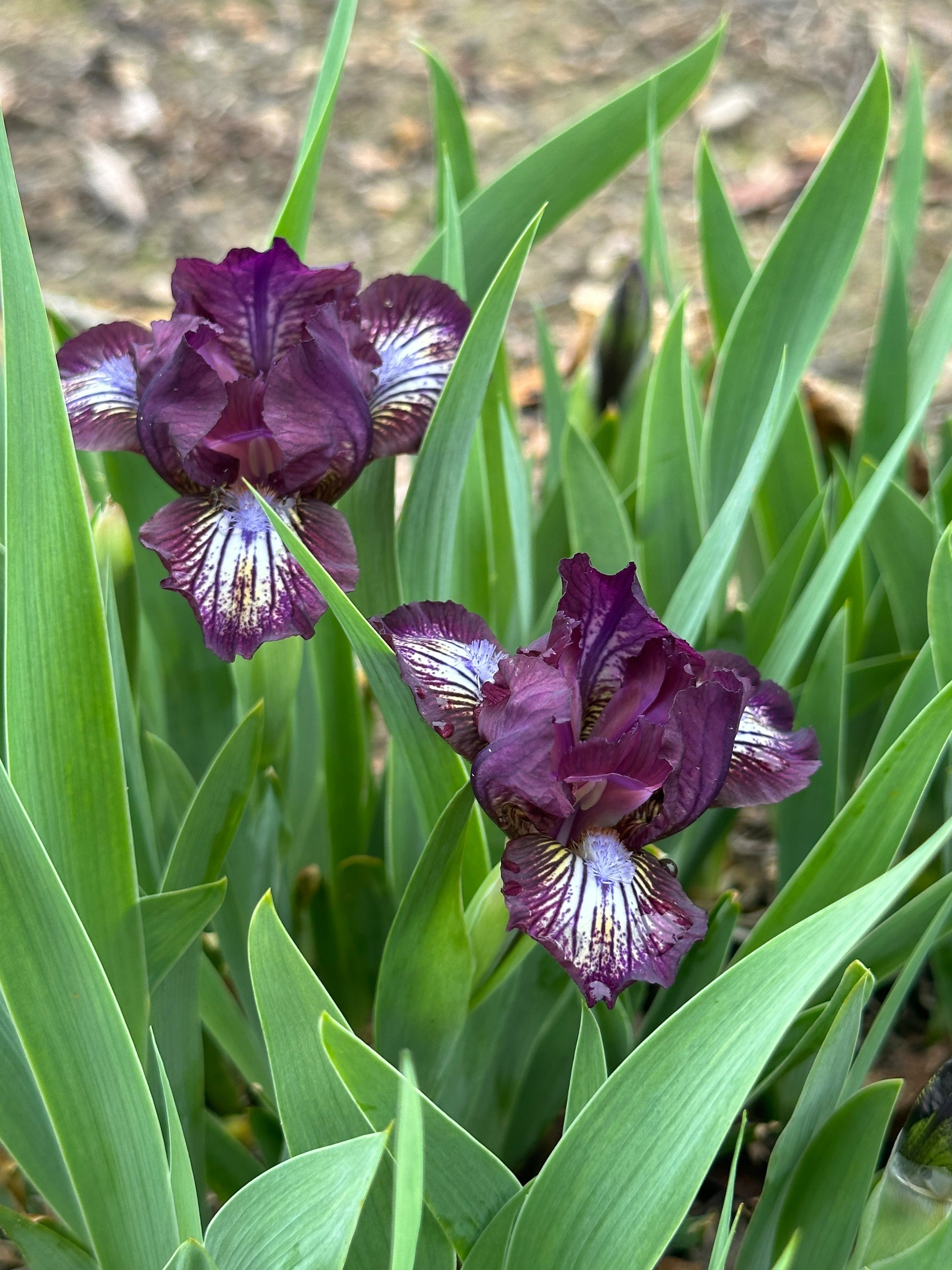 The flower Bordeaux Pearl - Standard Dwarf Bearded Iris (SDB)