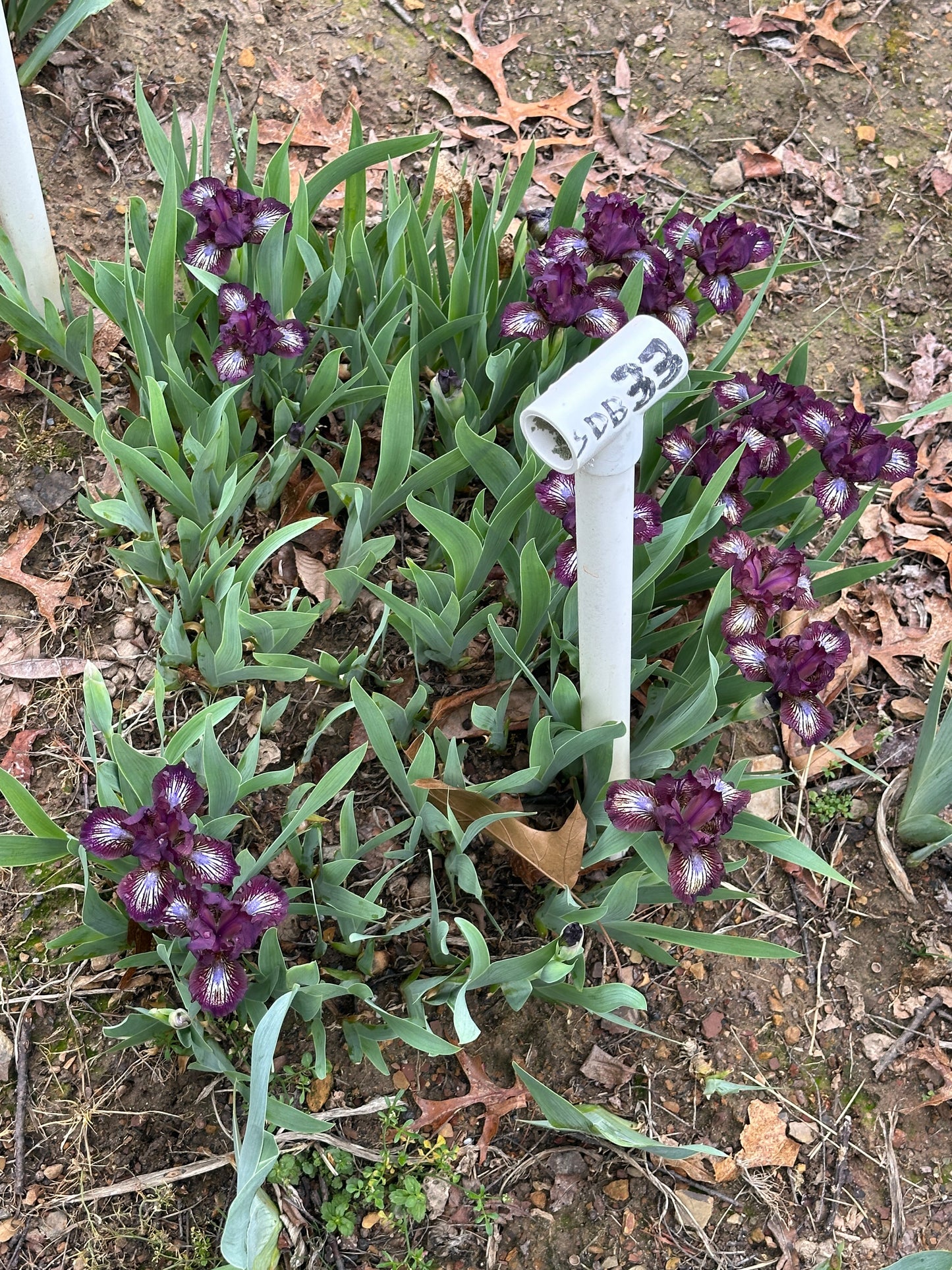 The flower Bordeaux Pearl - Standard Dwarf Bearded Iris (SDB)