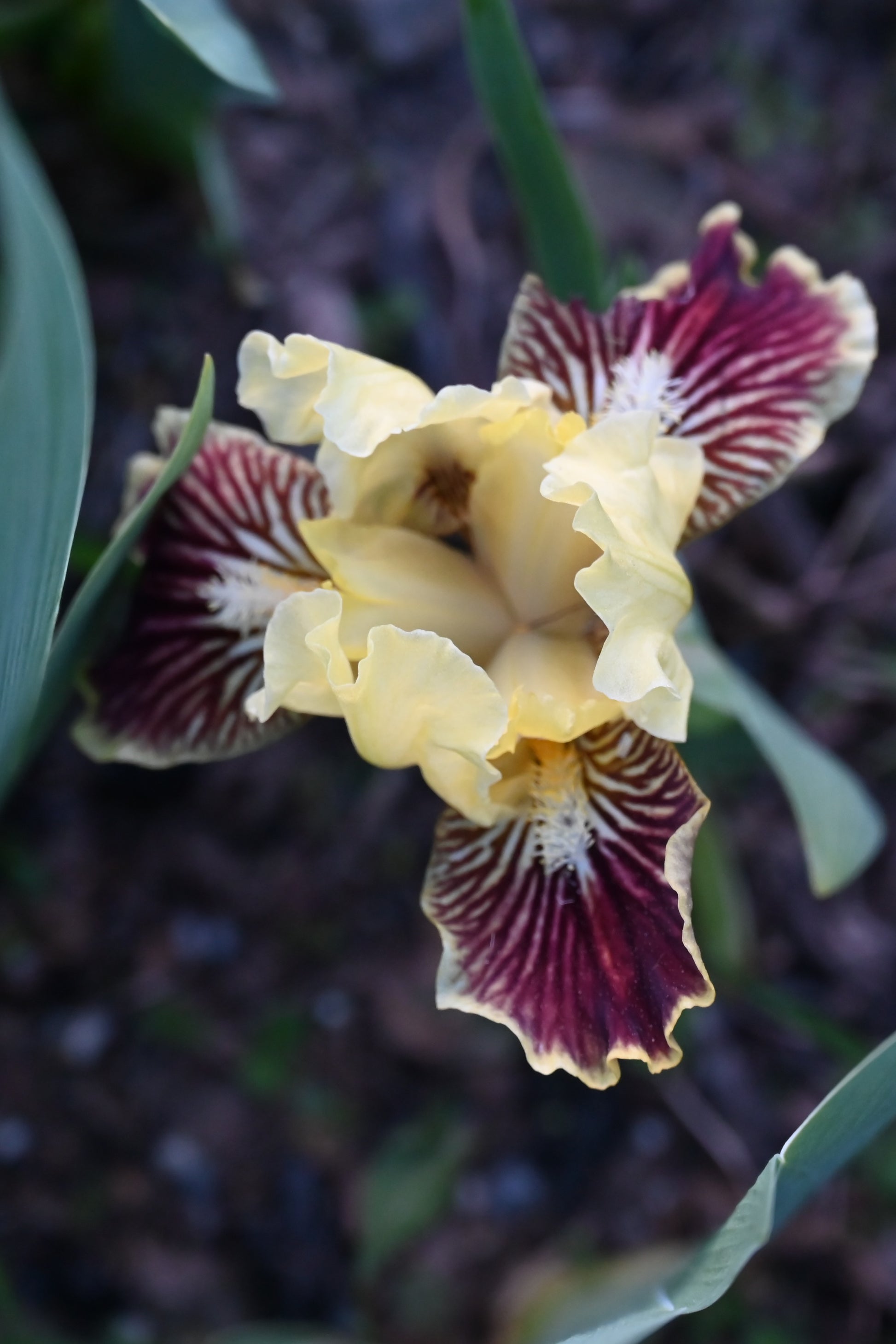 The flower Sass With Class - Standard Dwarf Bearded Iris (SDB)