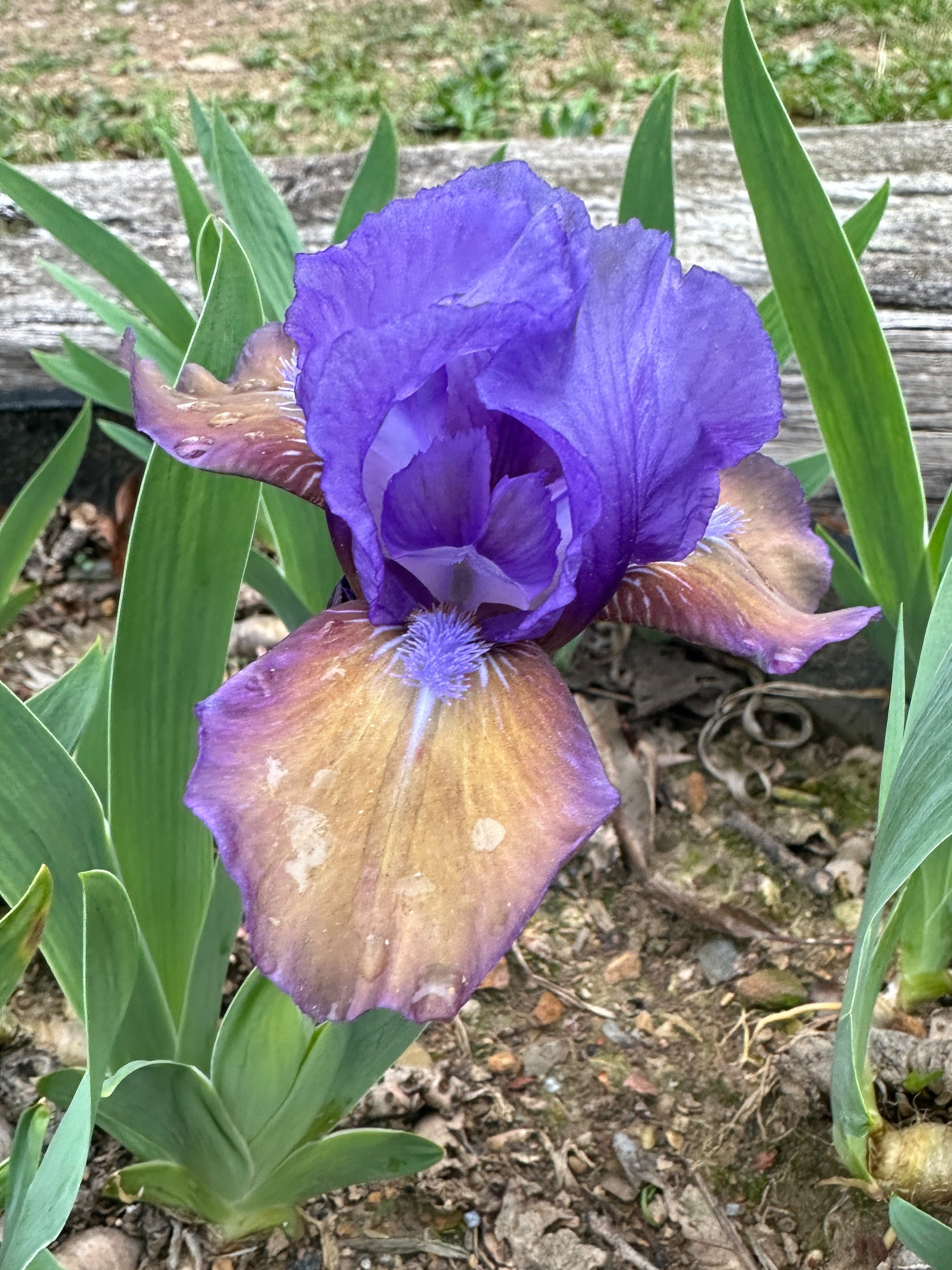 The flower Jillaroo - Standard Dwarf Bearded Iris (SDB)