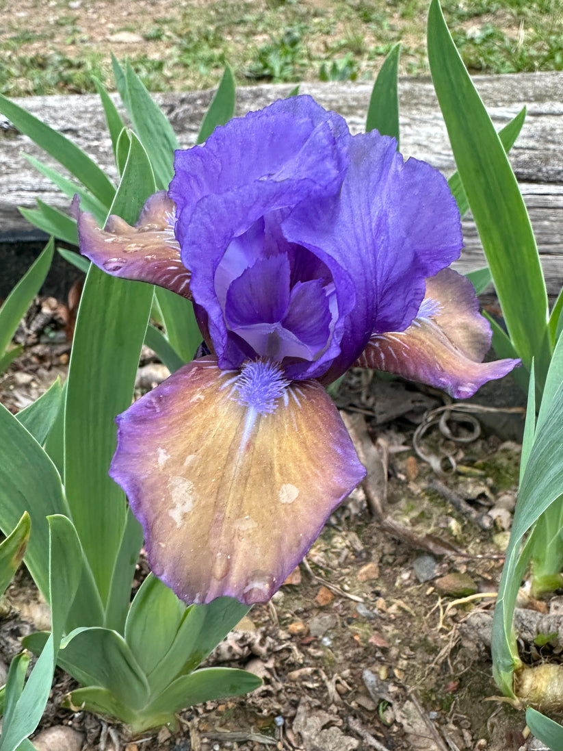 Jillaroo - Standard Dwarf Bearded Iris (SDB) – Exline Iris Garden