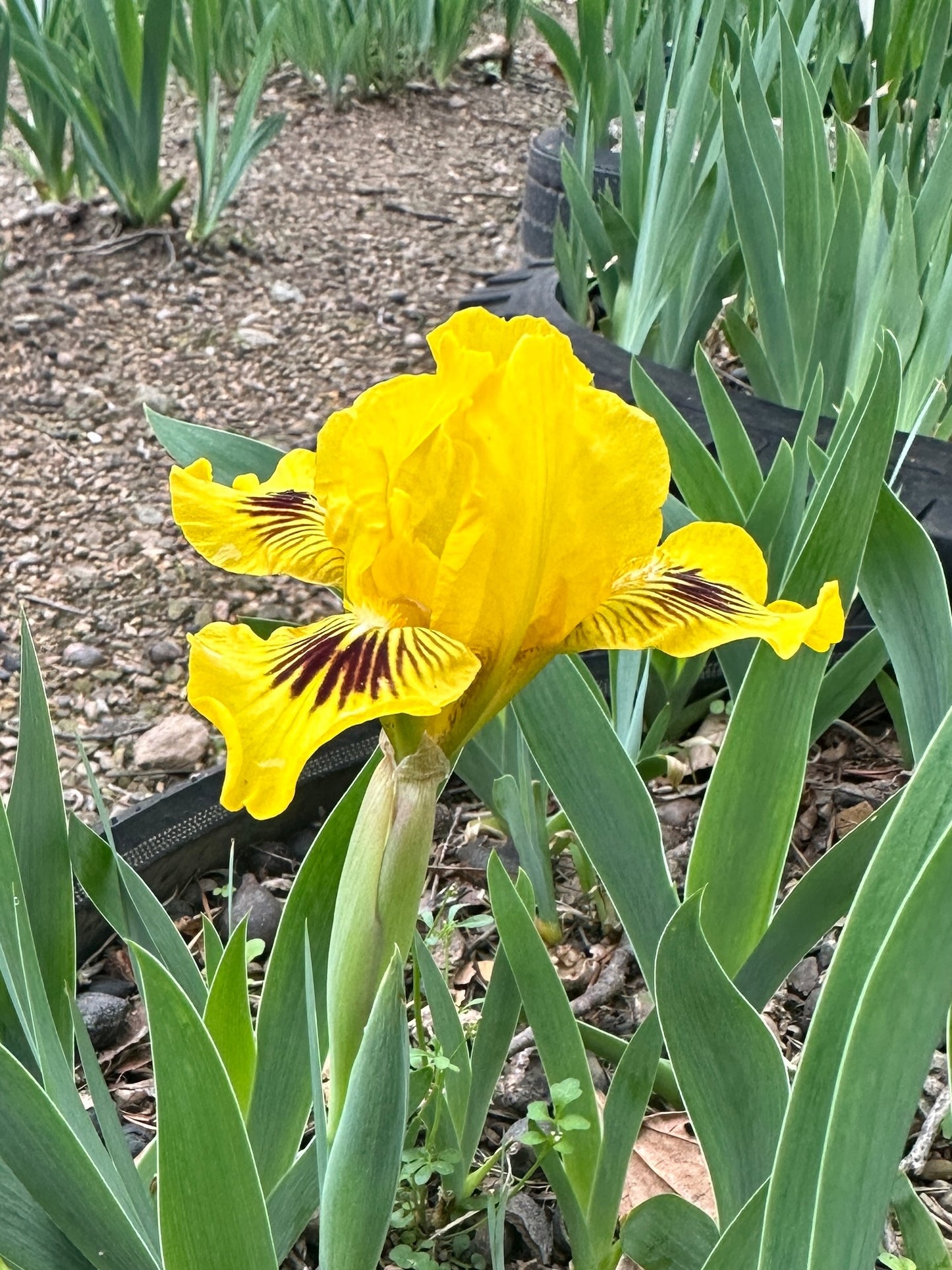 The flower Eyebright - Standard Dwarf Bearded Iris (SDB)