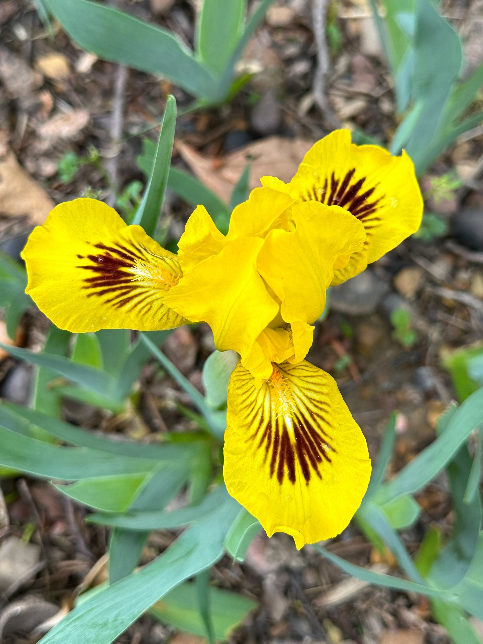 The flower Eyebright - Standard Dwarf Bearded Iris (SDB)