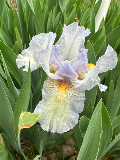 The flower Canadian Kisses - Standard Dwarf Bearded Iris (SDB)