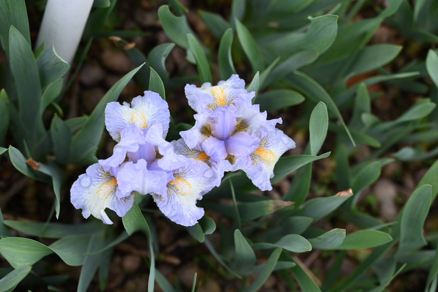 The flower Canadian Kisses - Standard Dwarf Bearded Iris (SDB)