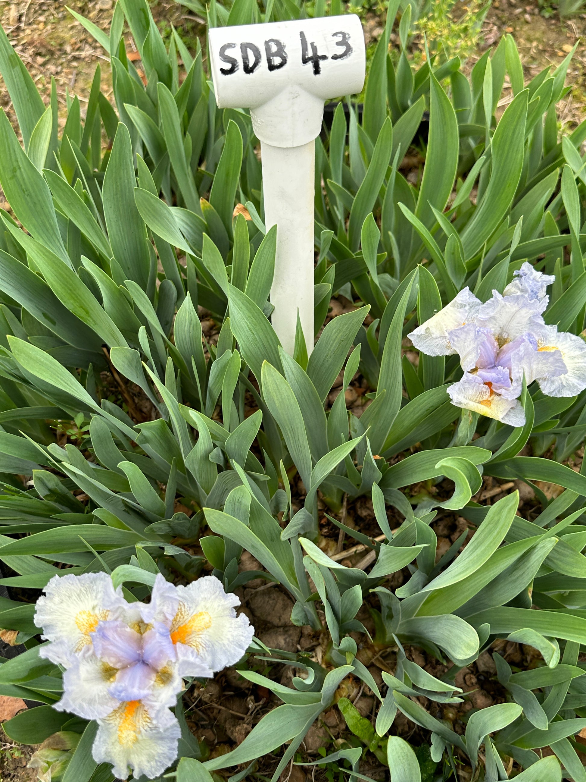 The flower Canadian Kisses - Standard Dwarf Bearded Iris (SDB)