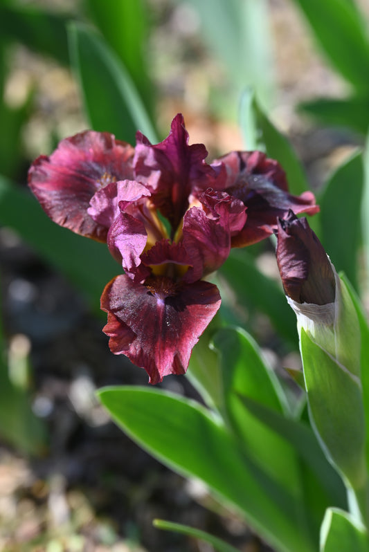 The flower Nut Ruffles - Standard Dwarf Bearded Iris (SDB)