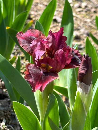 The flower Nut Ruffles - Standard Dwarf Bearded Iris (SDB)