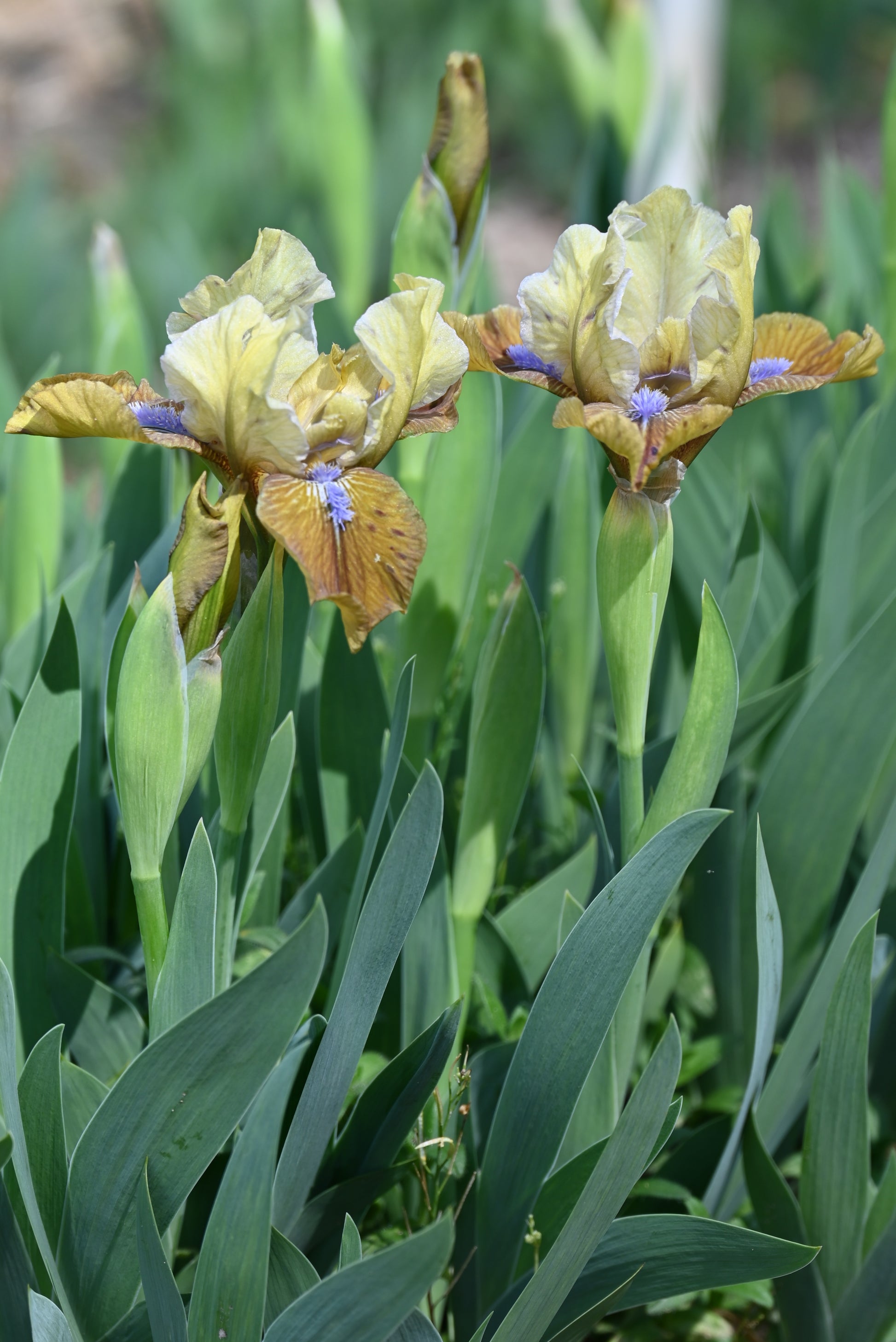 The flower Indian Pow Wow - Standard Dwarf Bearded Iris (SDB)