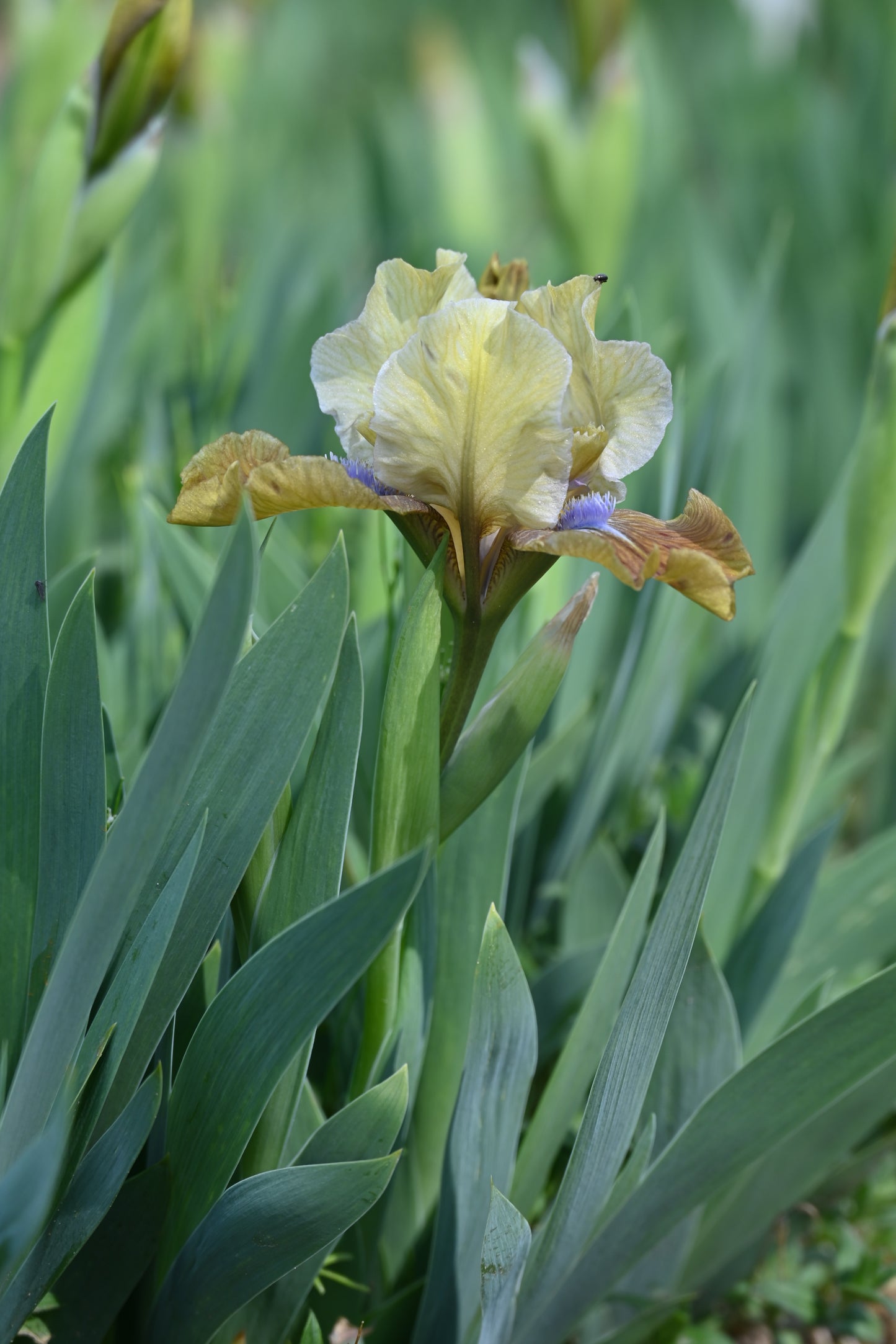 The flower Indian Pow Wow - Standard Dwarf Bearded Iris (SDB)