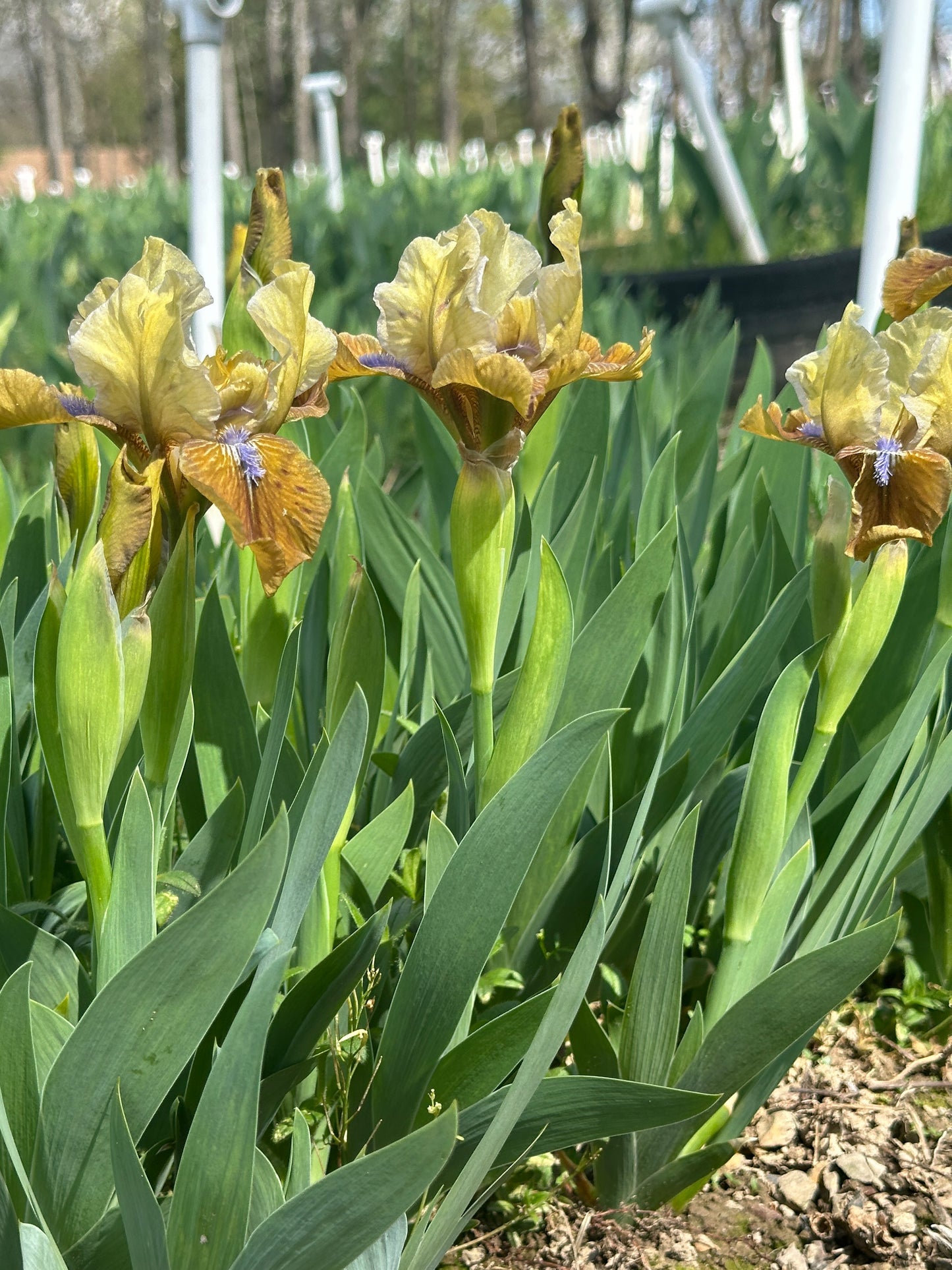 The flower Indian Pow Wow - Standard Dwarf Bearded Iris (SDB)