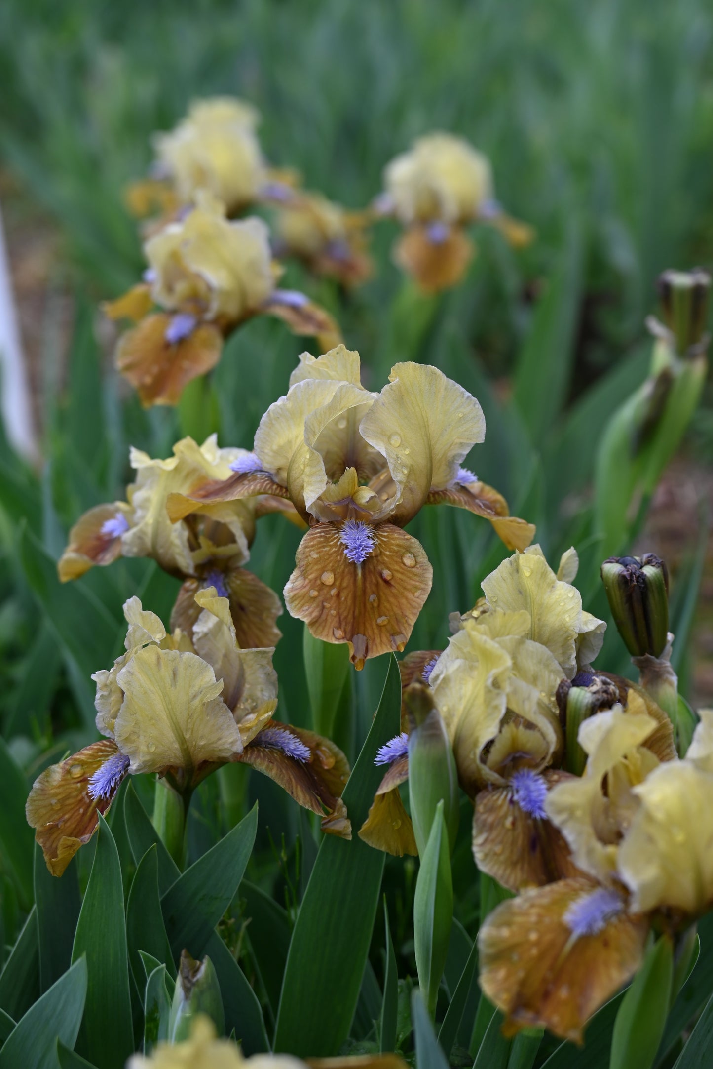 The flower Indian Pow Wow - Standard Dwarf Bearded Iris (SDB)