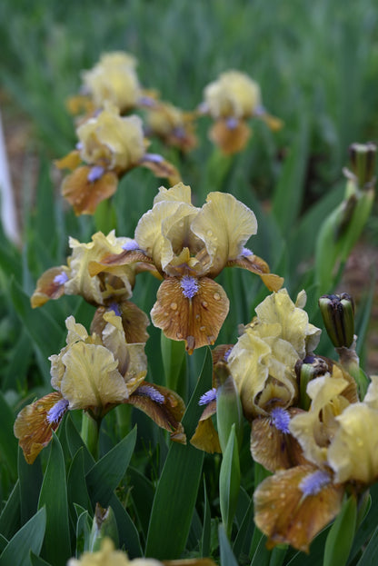 The flower Indian Pow Wow - Standard Dwarf Bearded Iris (SDB)