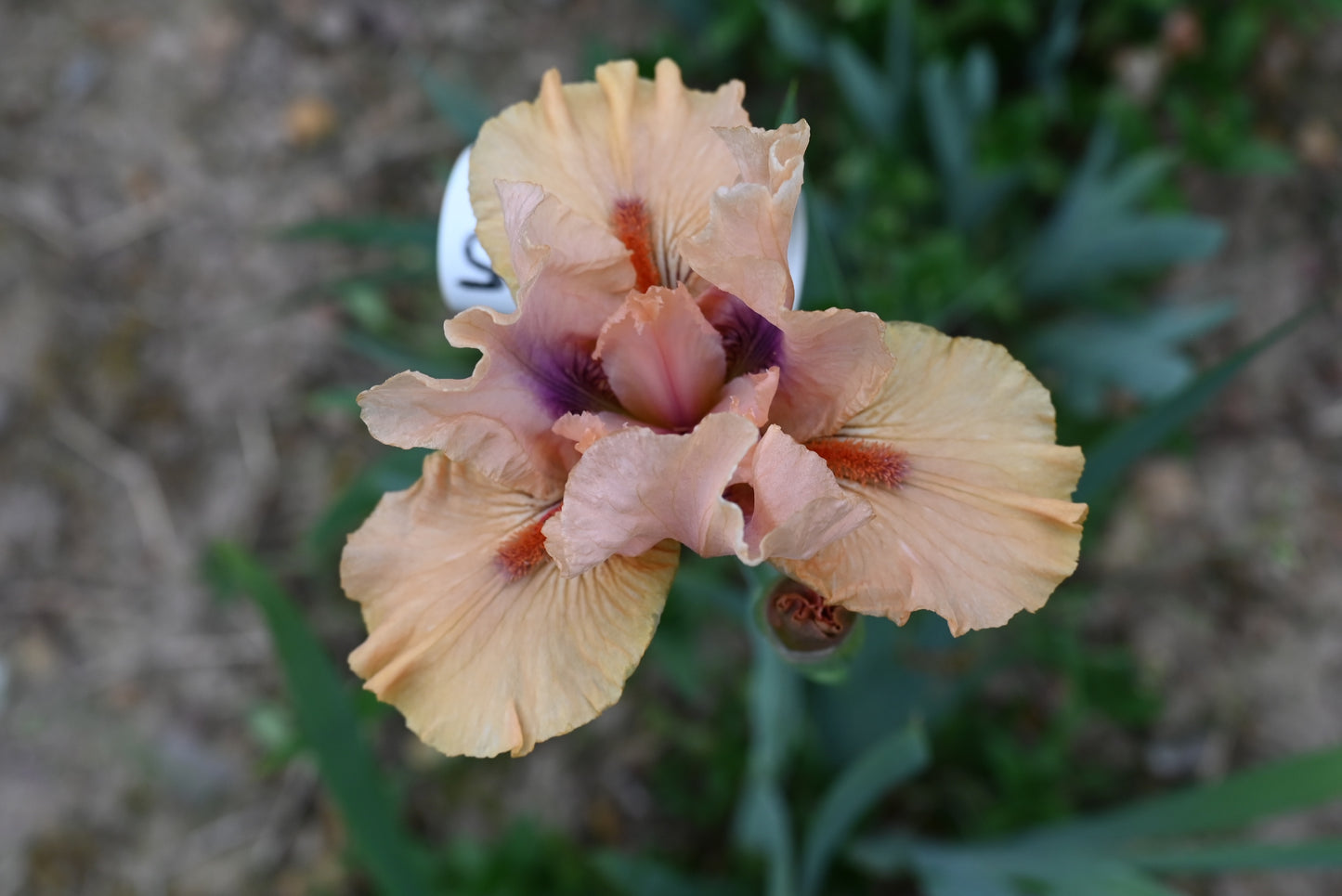 The flower Kumquat - Standard Dwarf Bearded Iris (SDB)