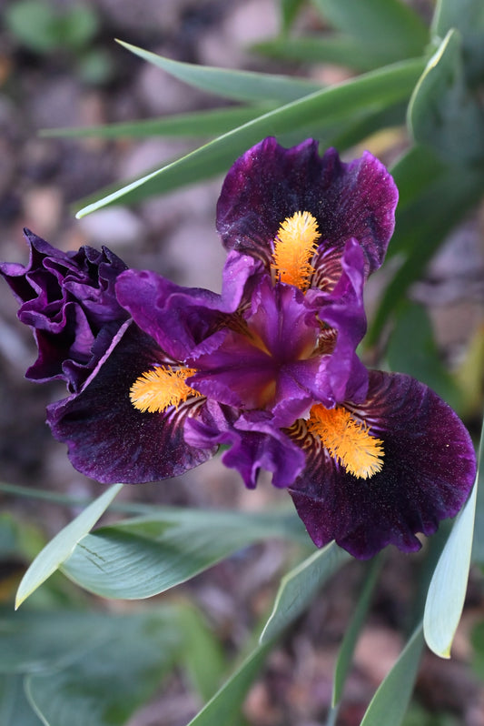 The flower Zap - Standard Dwarf Bearded Iris (SDB)