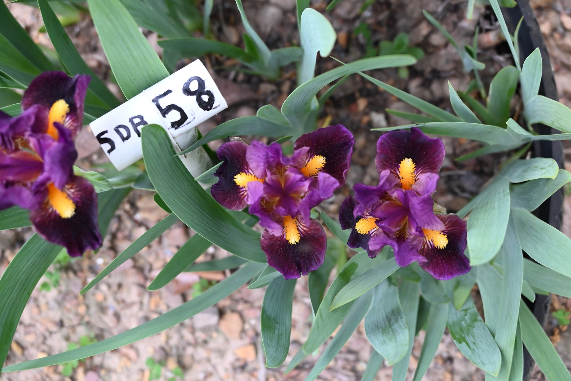 The flower Zap - Standard Dwarf Bearded Iris (SDB)