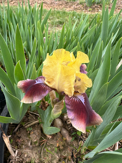 The flower Being Busy - Standard Dwarf Bearded Iris (SDB)